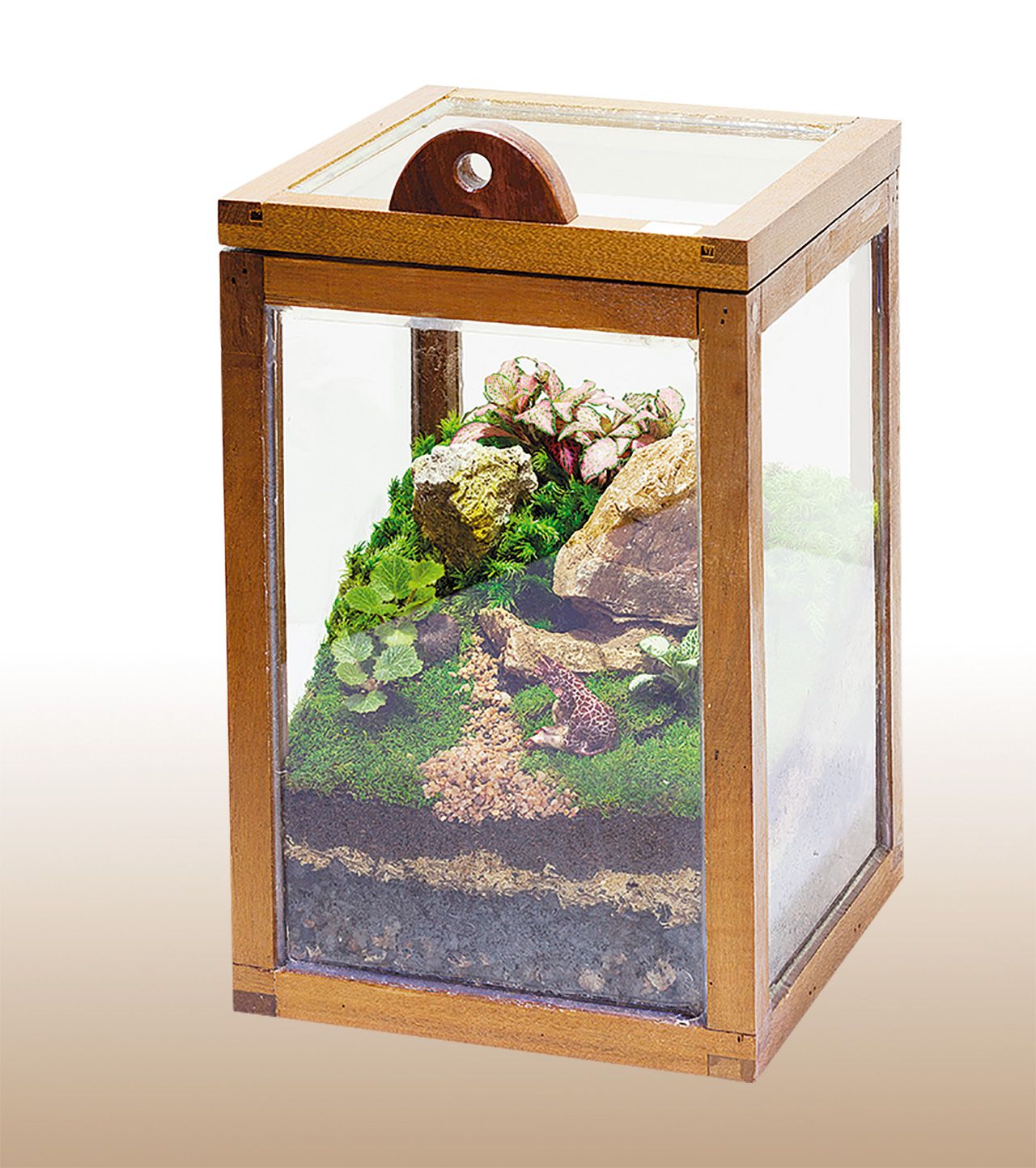 กรีนเฮ้าส์ทรงสี่เหลี่ยม โครงไม้สักกรุกระจก ขนาด 20 × 20 × 30 เซนติเมตร ราคา 1,400 บาท จากละเมาะเคาะประตู 