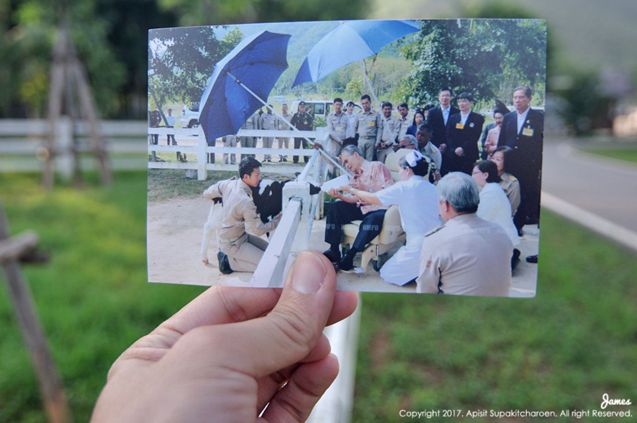 15 ธ.ค. 2556 ในหลวง รัชกาลที่ 9 พระราชทานนมแก่ลูกวัวชื่อ คุณตุ่ม ขณะนั้นอายุ 25 วัน ณ โครงการชั่งหัวมันตามพระราชดำริ