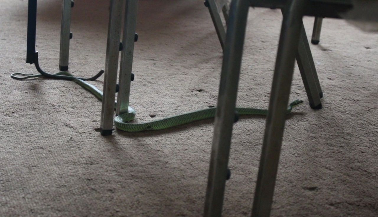 เลื้อยหนีอย่างไว