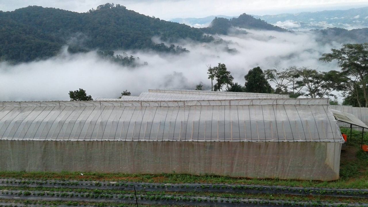 โครงการหลวงดอยผาตั้ง