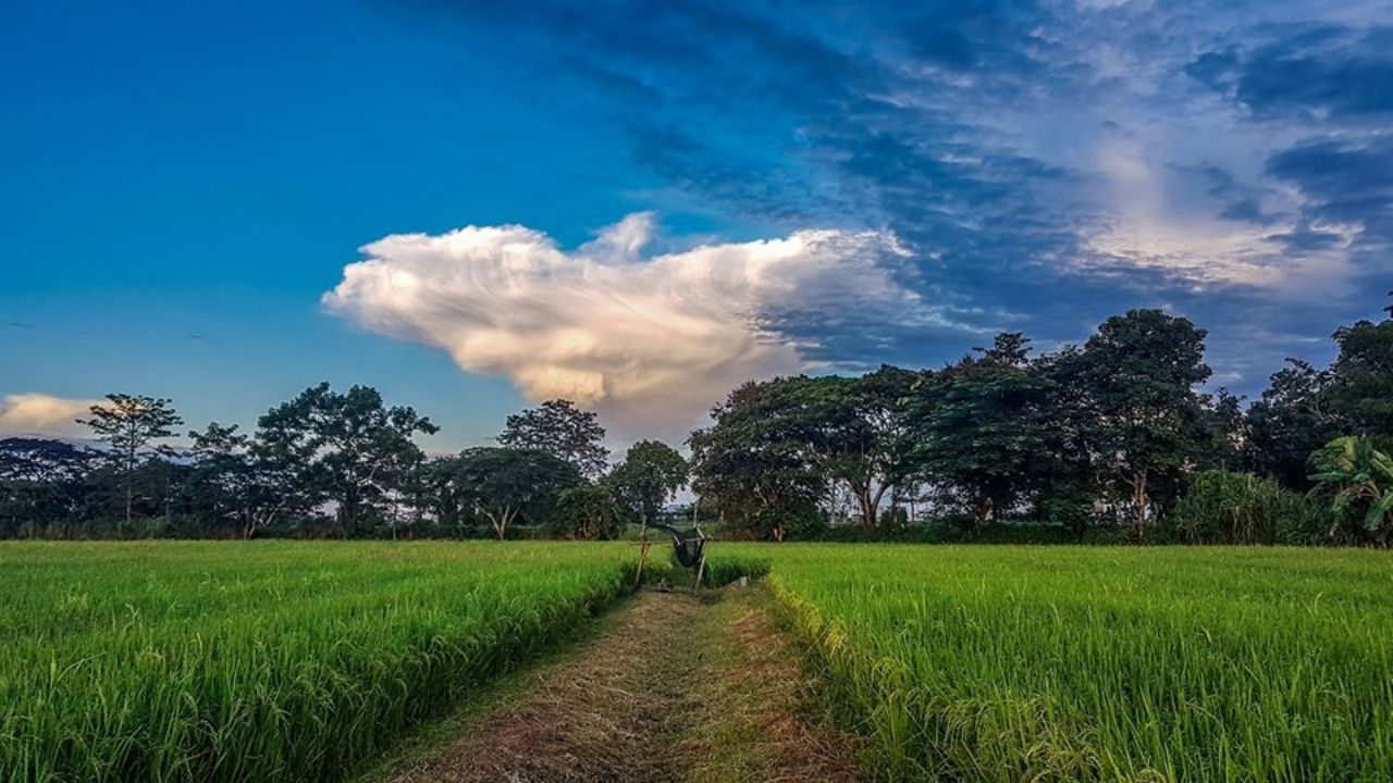 ทุ่งนารอบตัวเมืองพื้นที่ ต.รอบเวียง อ.เมือง เชียงราย (ที่มา : เฟซบุ๊ก 'อ้าย เค')