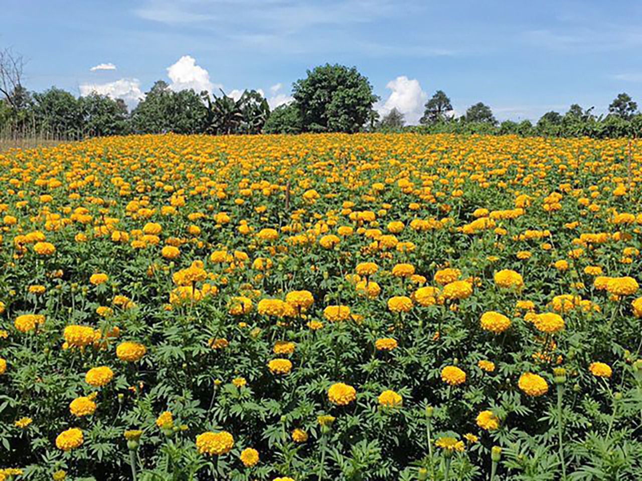 ดอกไม้บานรับแสงแดด.