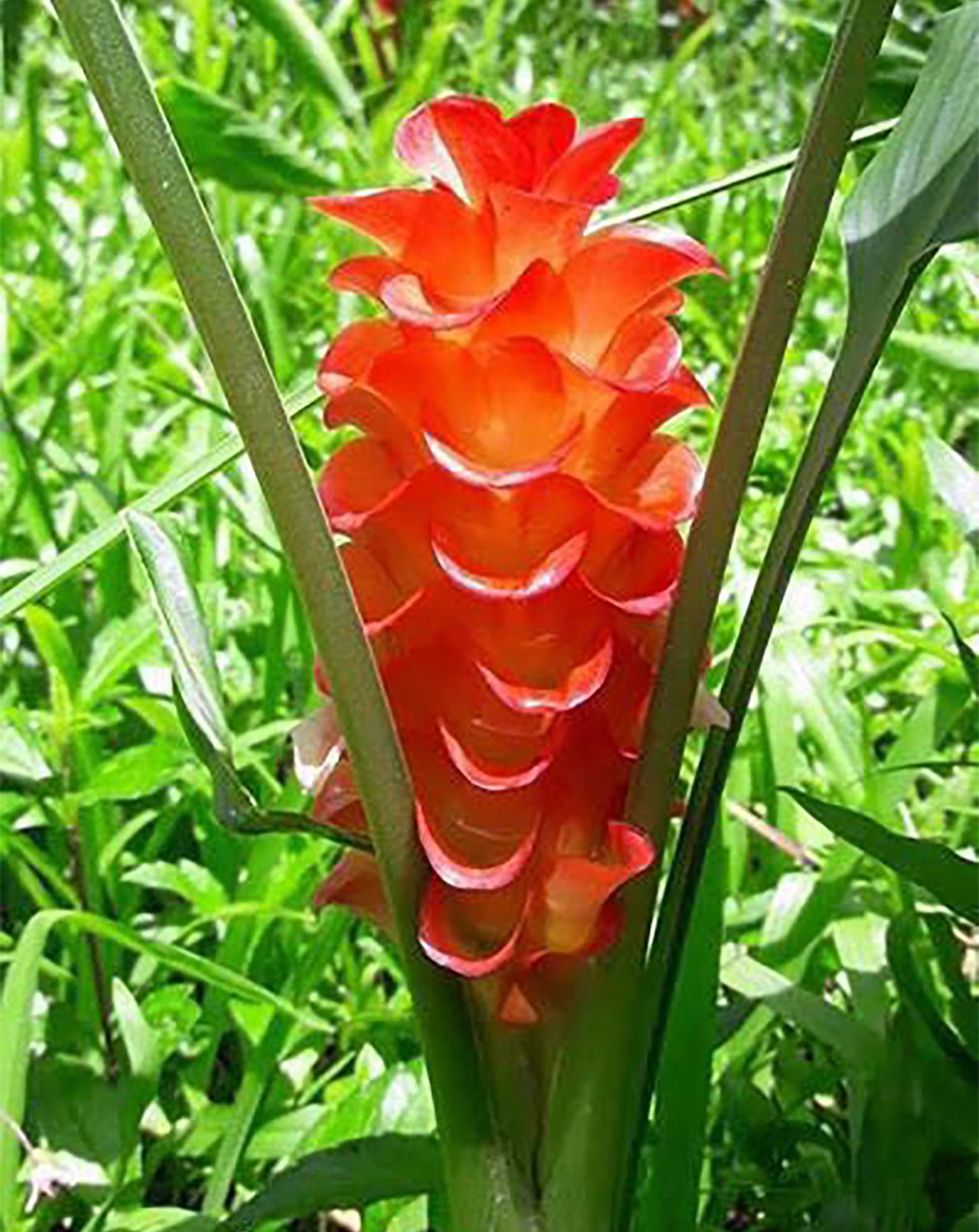 ดอกกระเจียวสีส้ม..ที่อุทยานแห่งชาติน้ำตกพาเจริญ.