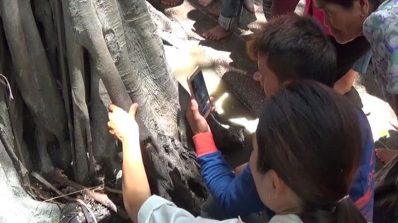 ต้นมะเดื่อยักษ์ คำชะโนด