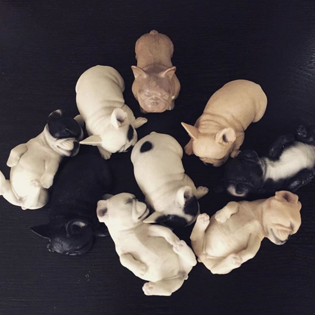 ฟาร์มเฟรนช์บลูด็อกน่ารักมาก