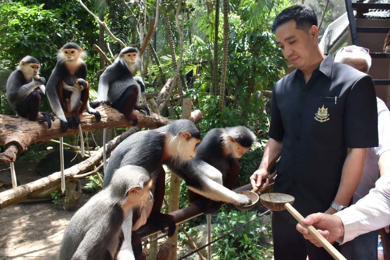 นายเบญจพล นาคประเสริฐ ผู้อำนวยการองค์การสวนสัตว์ฯ กำลังให้อาหารครอบครัวค่างห้าสี อย่างใกล้ชิด