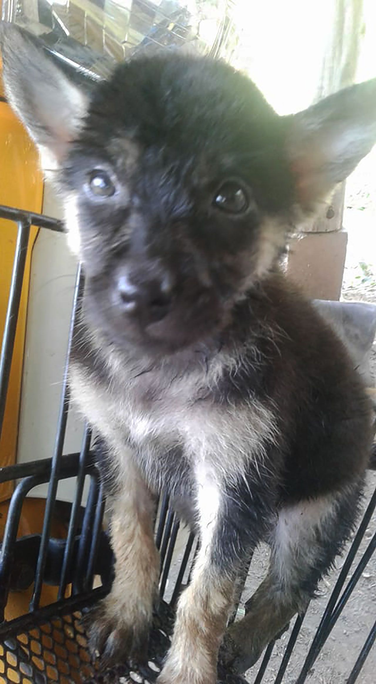 เจ้าหมีอายุไม่ถึง 1 เดือน