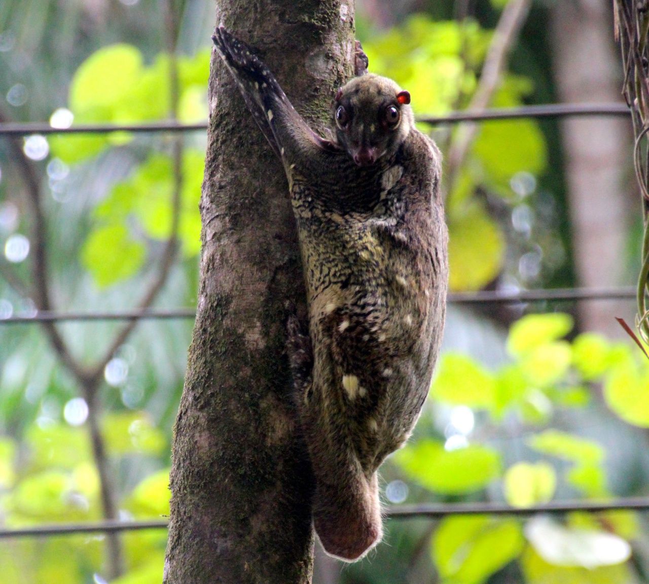 อาศัยบนต้นไม้เป็นหลัก กลางวันหลับ พลบค่ำออกหากิน 