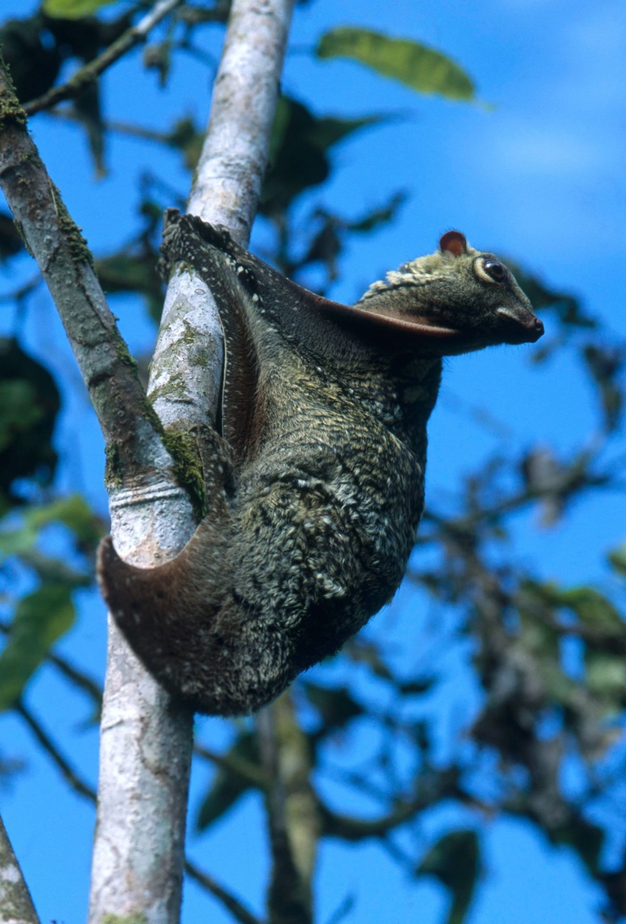 รูปร่างเมื่อโตเต็มวัย