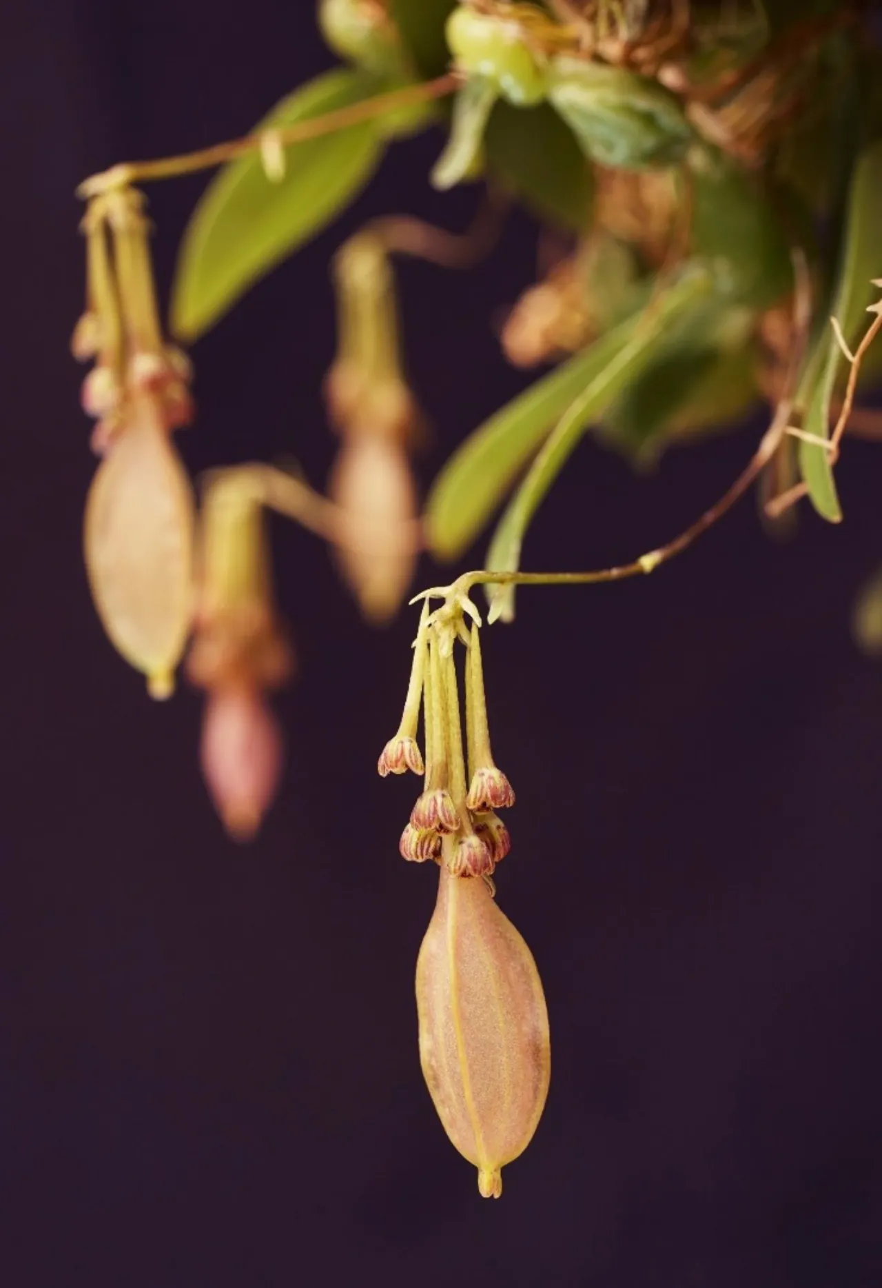 กล้วยไม้ "สิงโตต่างหู" มีชื่อทางวิทยาศาสตร์ว่า Bulbophyllum physometrum j.j Vermelen, Suksathan & Watthana