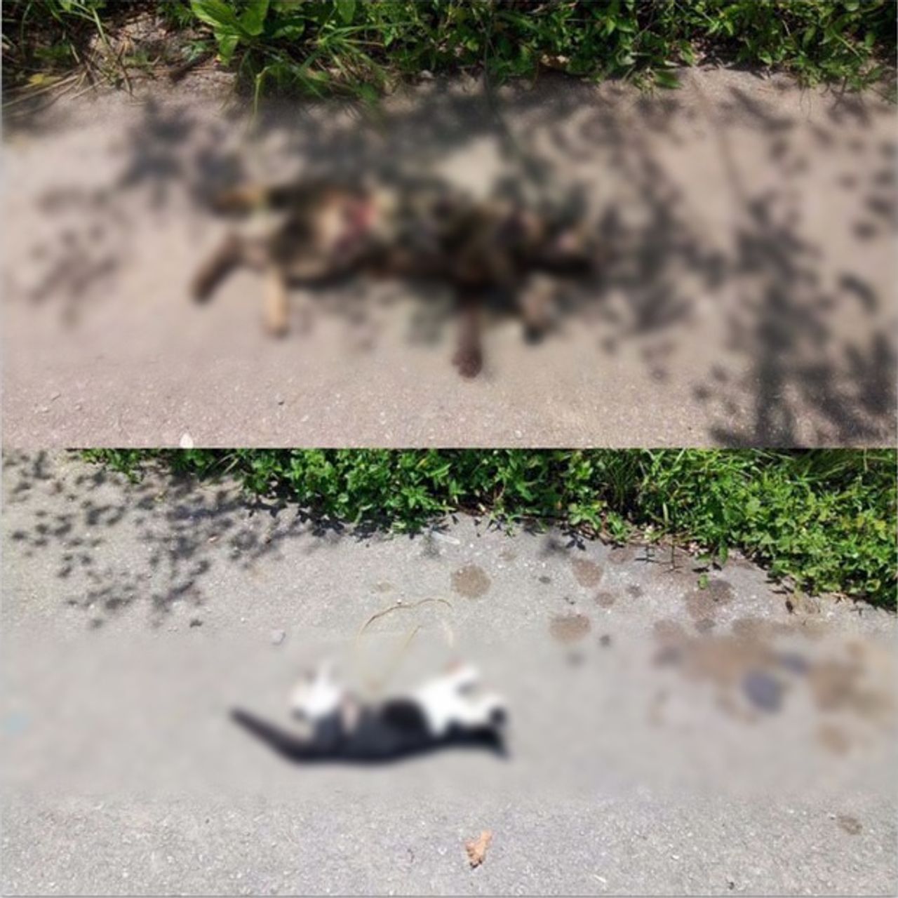 (ขอบคุณภาพจากเฟซบุ๊ก Phakaysri TapTim)