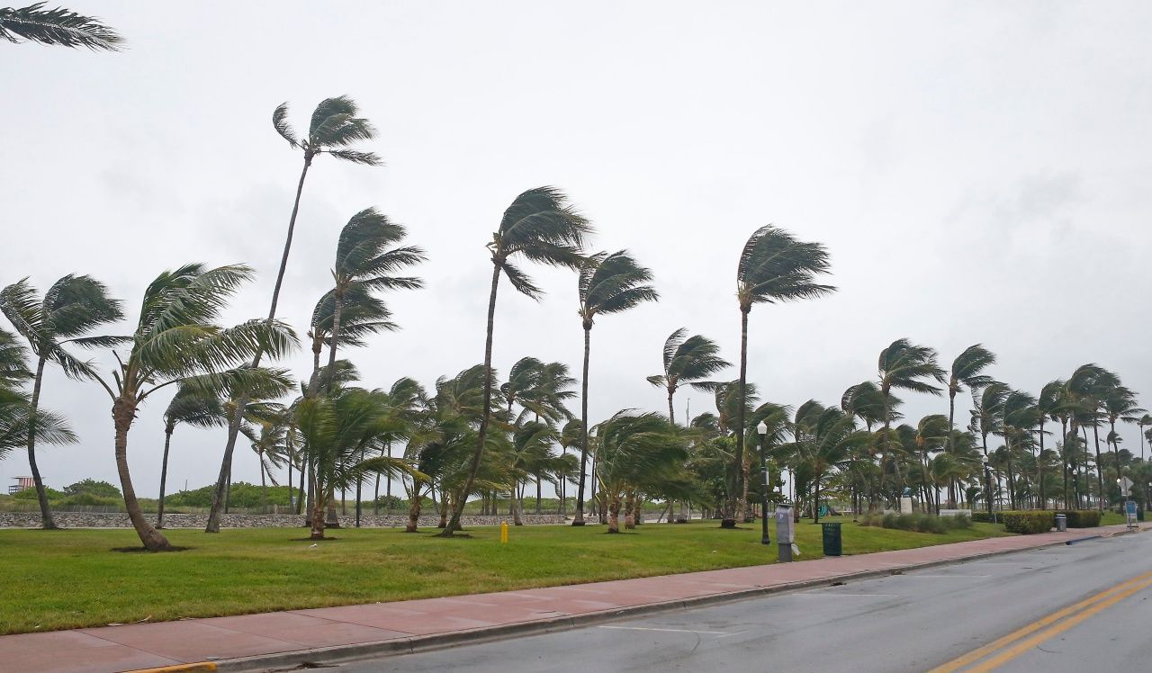 ลมแรงพัดต้นปาล์มที่ ไมอามี บีช