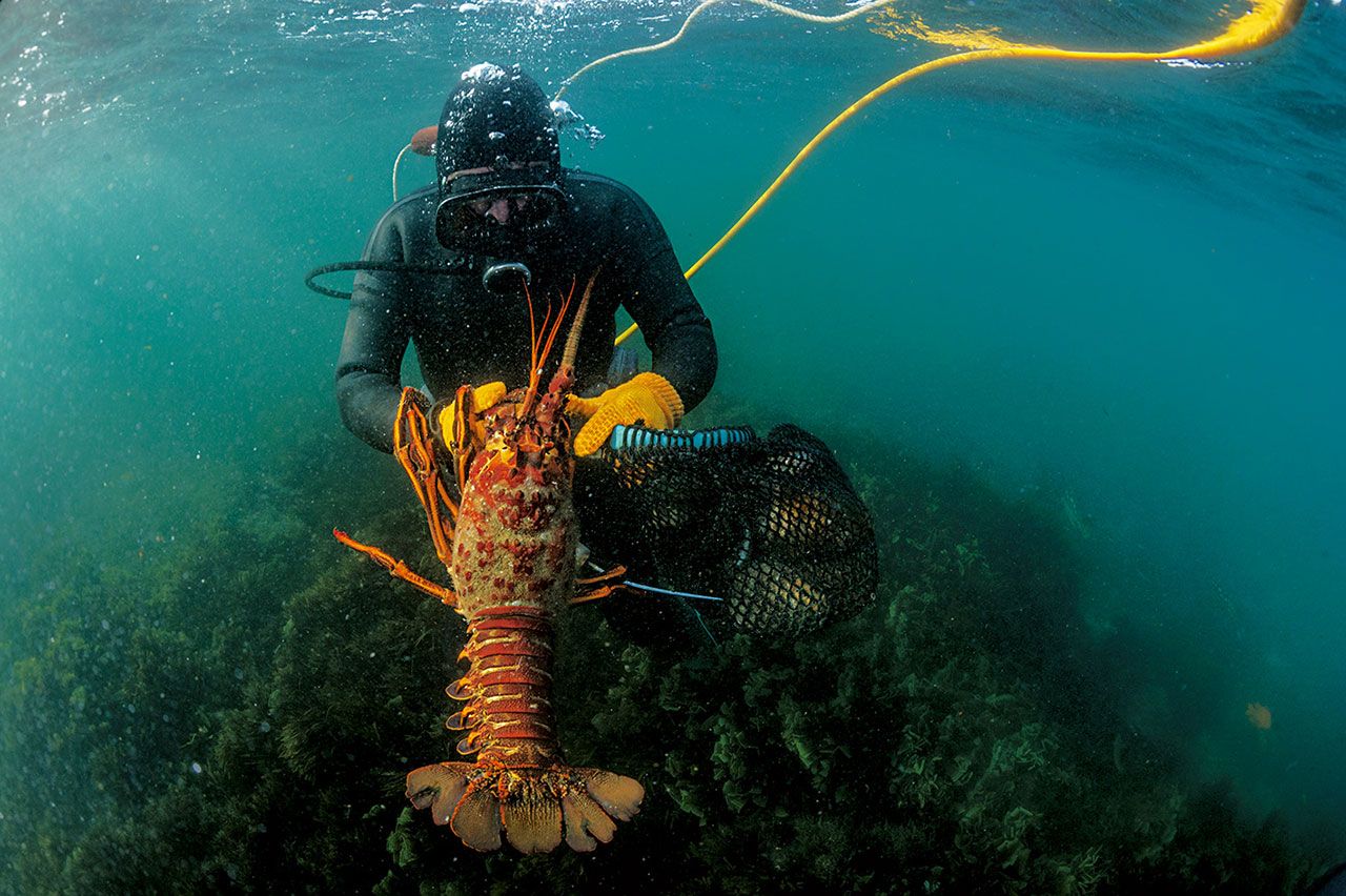 ชุมชนต่างๆในบาฮาใช้ยุทธศาสตร์แตกต่างกันไปเพื่อหาเลี้ยงชีพจากทรัพยากรในมหาสมุทร บางแห่งพึ่งพาการท่องเที่ยว ซึ่งรวมถึงการนั่งเรือชมฉลามและวาฬ บางแห่งจัดการทรัพยากรอย่างระมัดระวังเพื่อให้ได้ผลผลิตที่มีมูลค่าสูง เช่น หอยเป๋าฮื้อและกุ้งมังกร