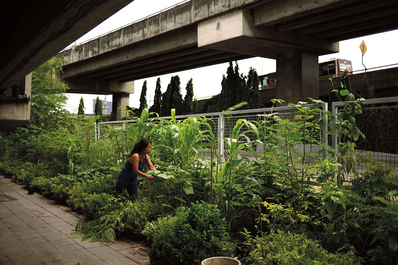 นับวันที่พักอาศัยในเมืองคอนกรีตยิ่งหาพื้นดินไว้ปลูกพืชผักยากขึ้นทุกที รัชกรณ์ อดีตข้าราชการครู จึงอาศัยที่ว่างสาธารณะใต้ทางด่วนย่านพระรามสามเป็นแปลงปลูกพืชผัก การลงมือทำด้วยความตั้งใจและหาความรู้อย่างจริงจัง ทำให้เธอประสบความสำเร็จดังจะเห็นได้จากพืชผลที่งอกงาม