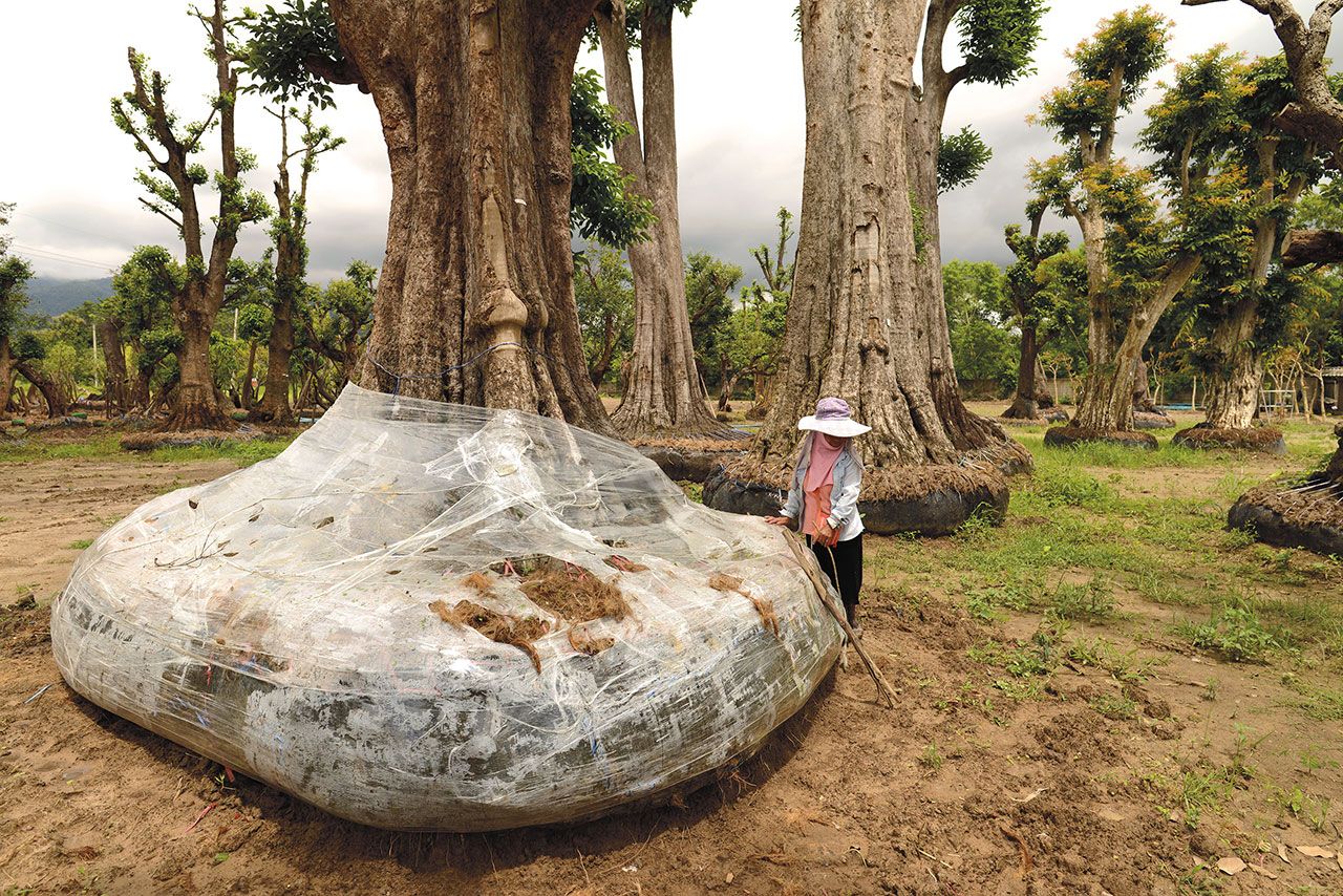 อะเลมะ ลูกจ้างหญิงชาวลีซอกำลังเดินตรวจความเรียบร้อยของไม้กระบกขนาด 20 ตันที่ขุดล้อมมาจากทุ่งนา ก่อนจะขนย้ายและจัดส่งตามใบสั่งของลูกค้าที่สิงคโปร์ต่อไป