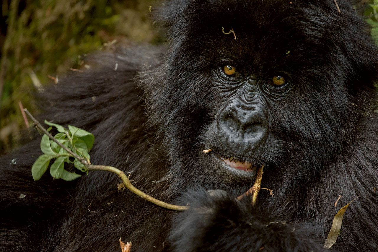 นักวิจัยระบุตัวกอริลลาจากรอยจมูกที่ไม่เหมือนกัน เมื่อเดือนเมษายนที่ผ่านมา นักแกะรอยที่ทำงานให้กองทุนกอริลลาระหว่างประเทศไดแอนฟอสซีย์พบฟาชา กอริลลาวัยเยาว์ติดกับดัก สัตวแพทย์จากองค์กรกอริลลาด็อกเตอร์ส (Gorilla Doctors) ช่วยชีวิตมันไว้ได้