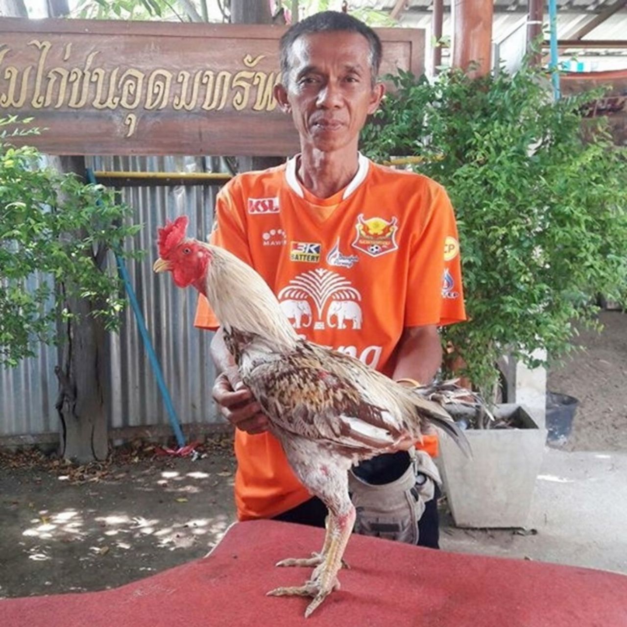 นายนิพัธพงษ์ รุจิราเรืองโรจน์  เจ้าแสงมรกต พ่อพันธุ์ไก่ชนสายพันธุ์พม่าม้าล่อ ที่มียอดสั่งจองลูกไก่จนผลิตแทบไม่ทัน