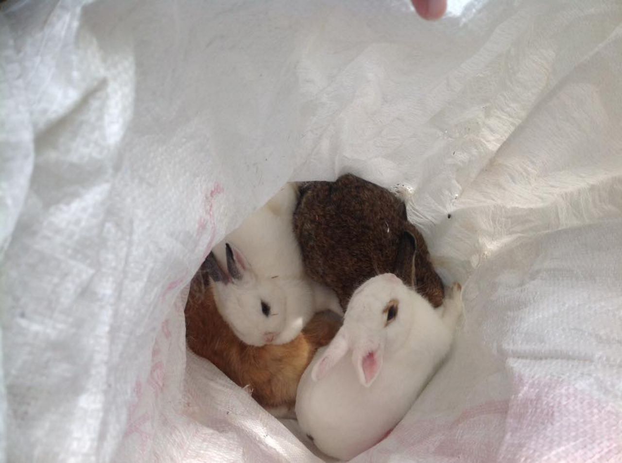 กระต่าย 15 ตัวที่มีคนจอดรถกระบะข้างทางกำลังจะเอามาปล่อยตรงทางขึ้นฝั่งปราจีนแต่หัวหน้าชัยยงค์ขับรถผ่านมาพอดีเห็นผิดสังเกตเลยกลับรถมาดู คนที่เอามาปล่อยตกใจเลยขับรถหนีไป ก่อนที่จะเปิดกระสอบกระต่าย