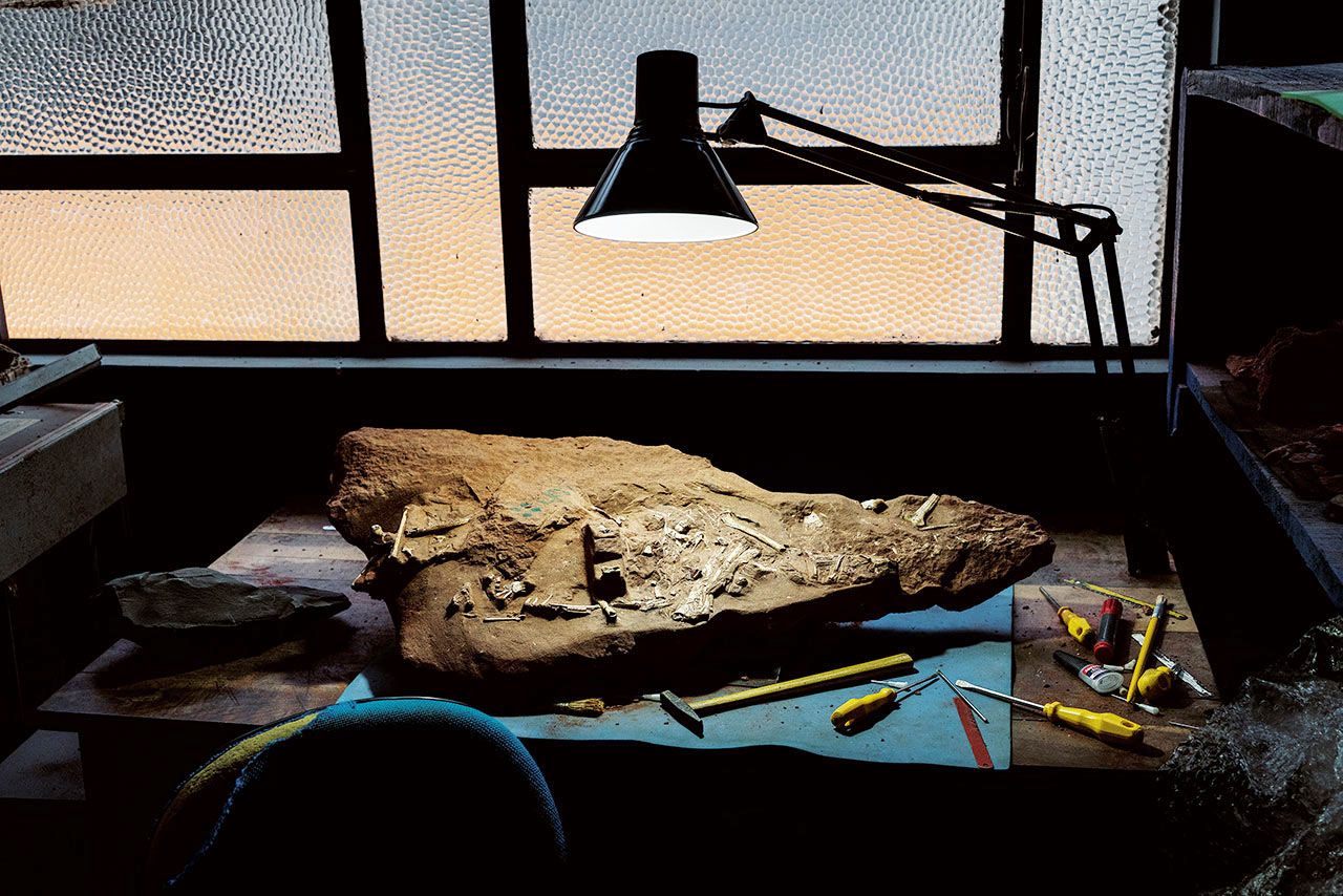 กระดูกของ ไคยัวฮารา โดบรัสกีอี รอการศึกษาอยู่ที่พิพิธภัณฑ์แห่งหนึ่งในบราซิล การค้นพบฟอสซิลเพิ่มขึ้นอย่างมาก พลิกทรรศนะเกี่ยวกับเทอโรซอร์ชนิดหน้ามือเป็นหลังมือ ผู้เชี่ยวชาญคนหนึ่งกล่าวว่า “พวกมันไม่ใช่สัตว์อย่างที่พวกเราเคยคิดอีกต่อไป”