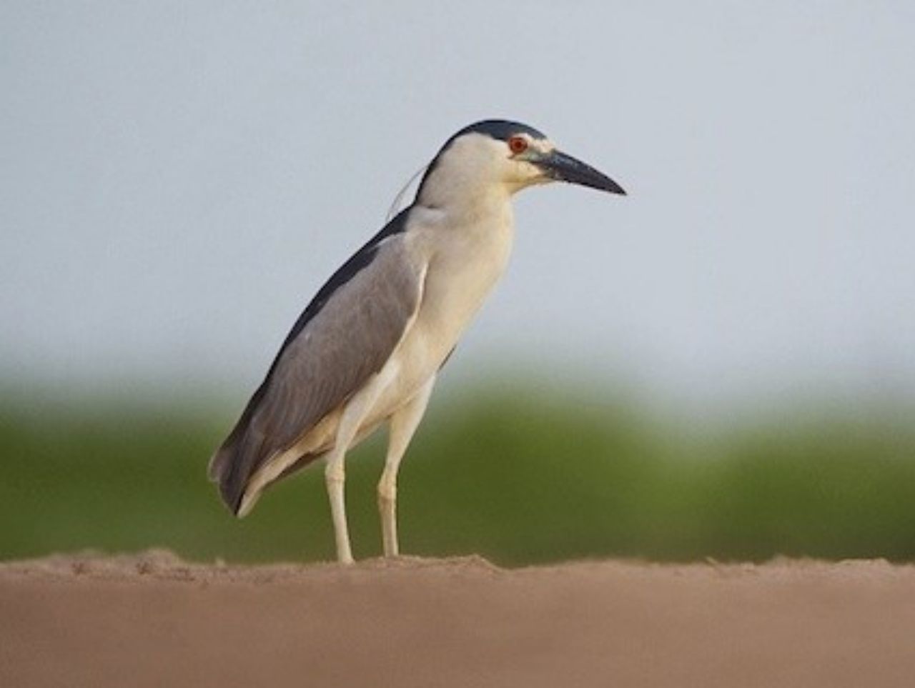 นกแขวก © Matt Bango, NY, Great Kills Park, Staten Island, June 2011