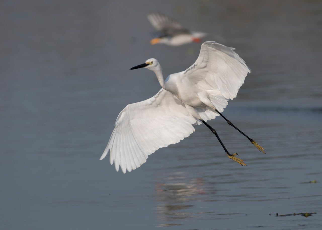 นกยางเปีย (Little Egret)