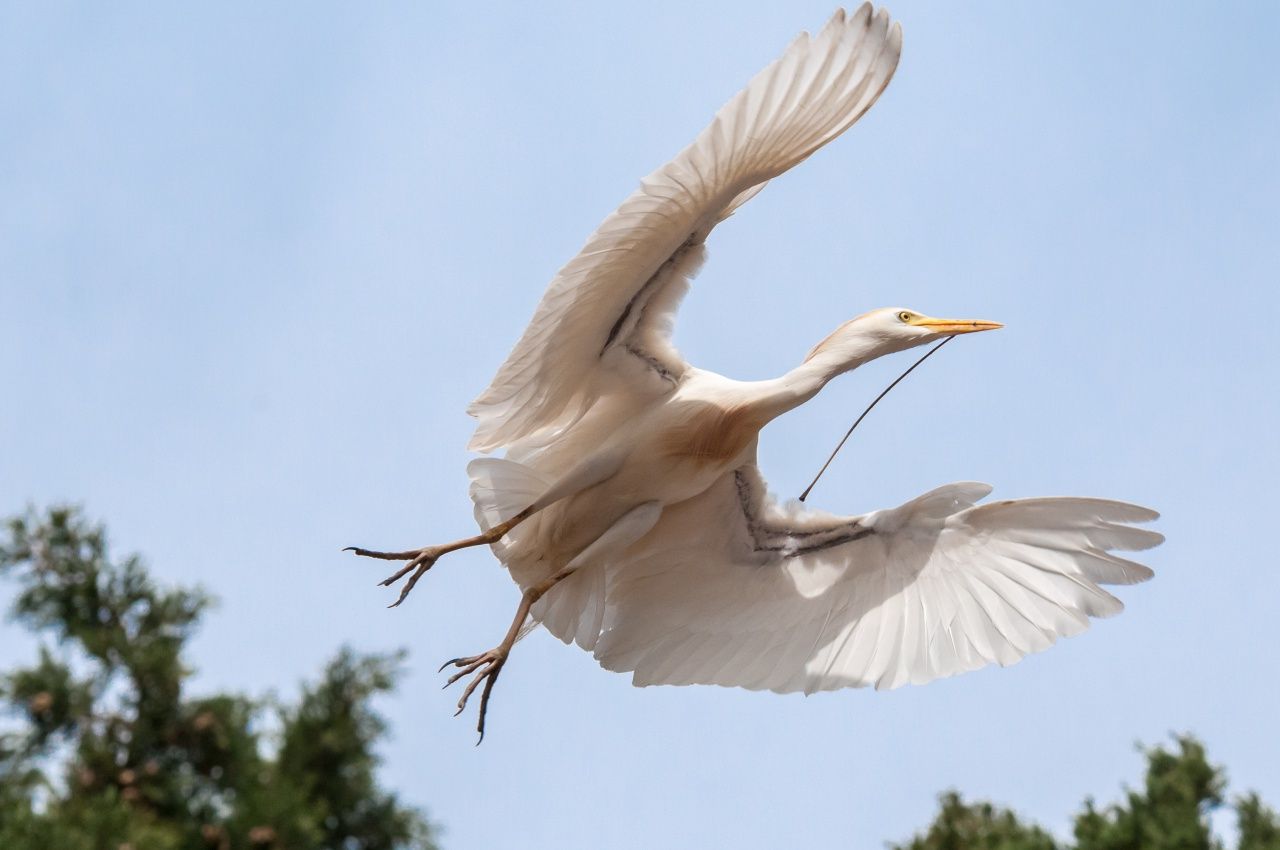 นกยางควาย (Cattle Egret)