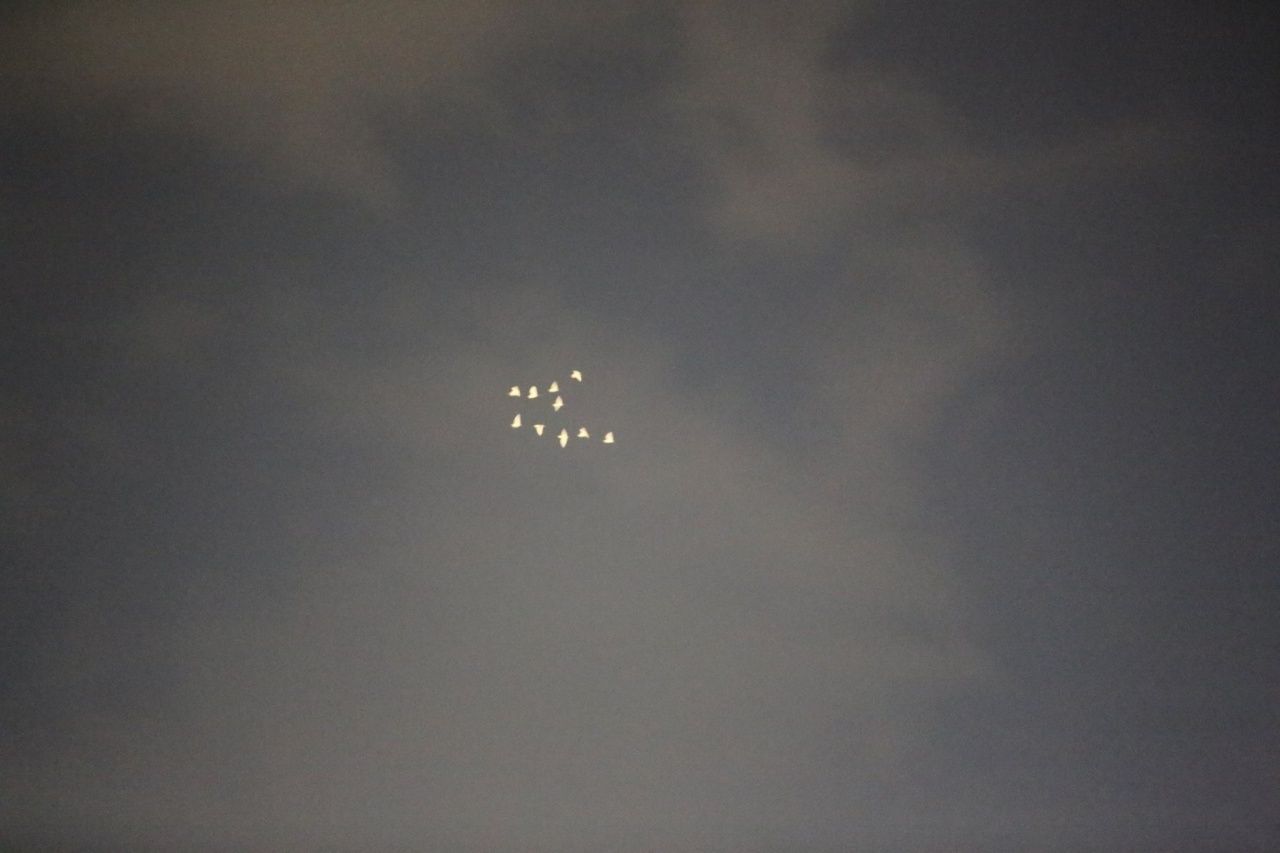 ฝูงนกสีขาว 10 ตัว