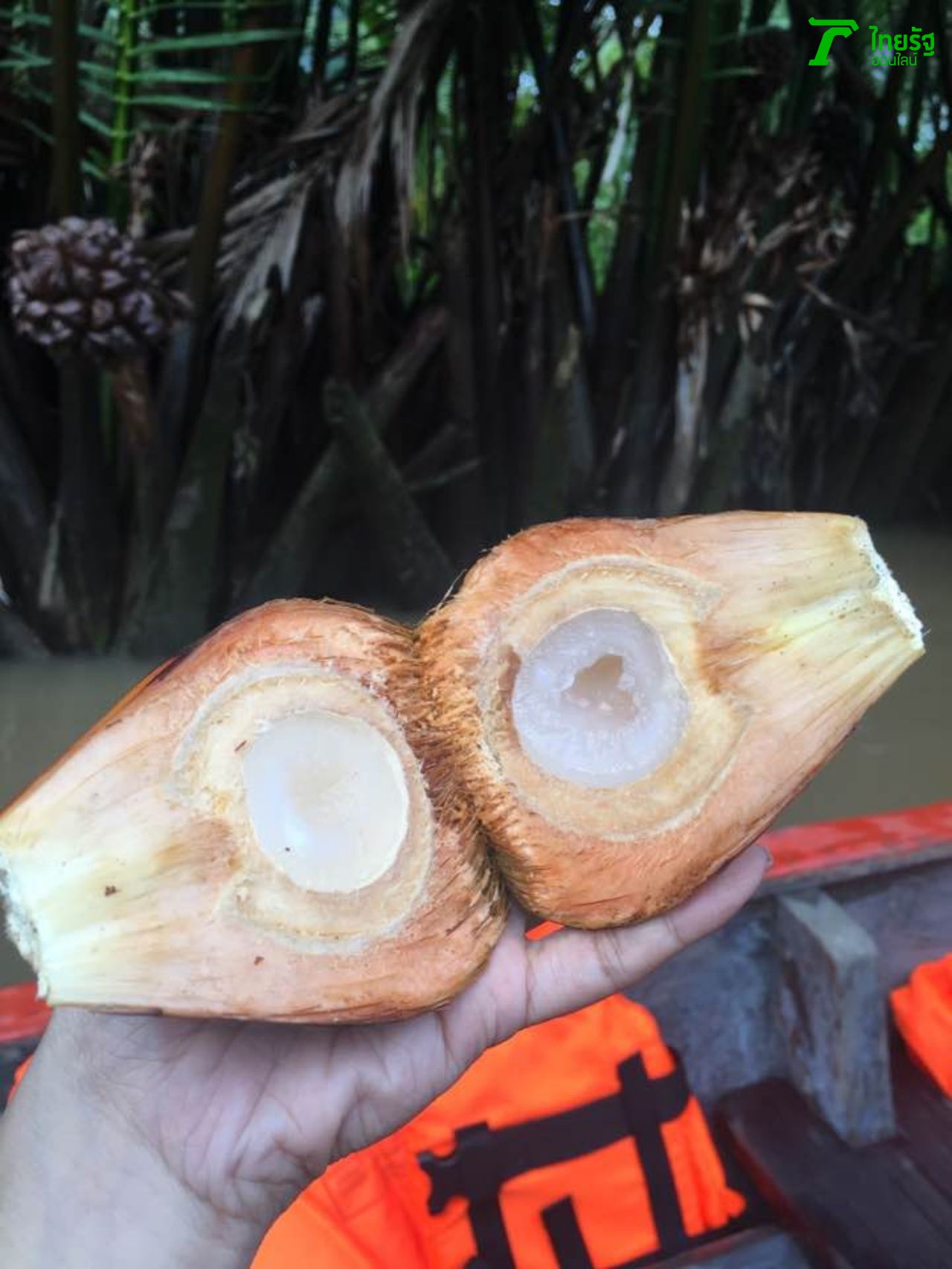 ลูกจากสดๆจากต้น