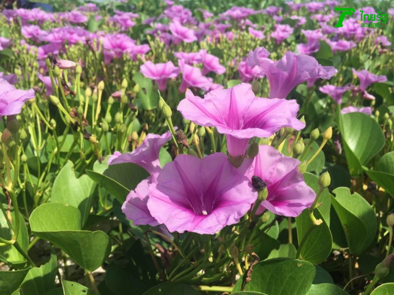 ทุ่งดอกผักบุ้งทะเล