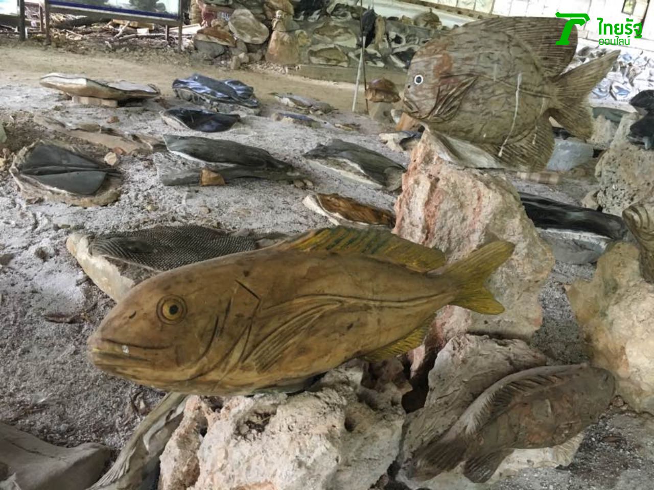 ทายซิว่าตัวนี้ปลาอะไร