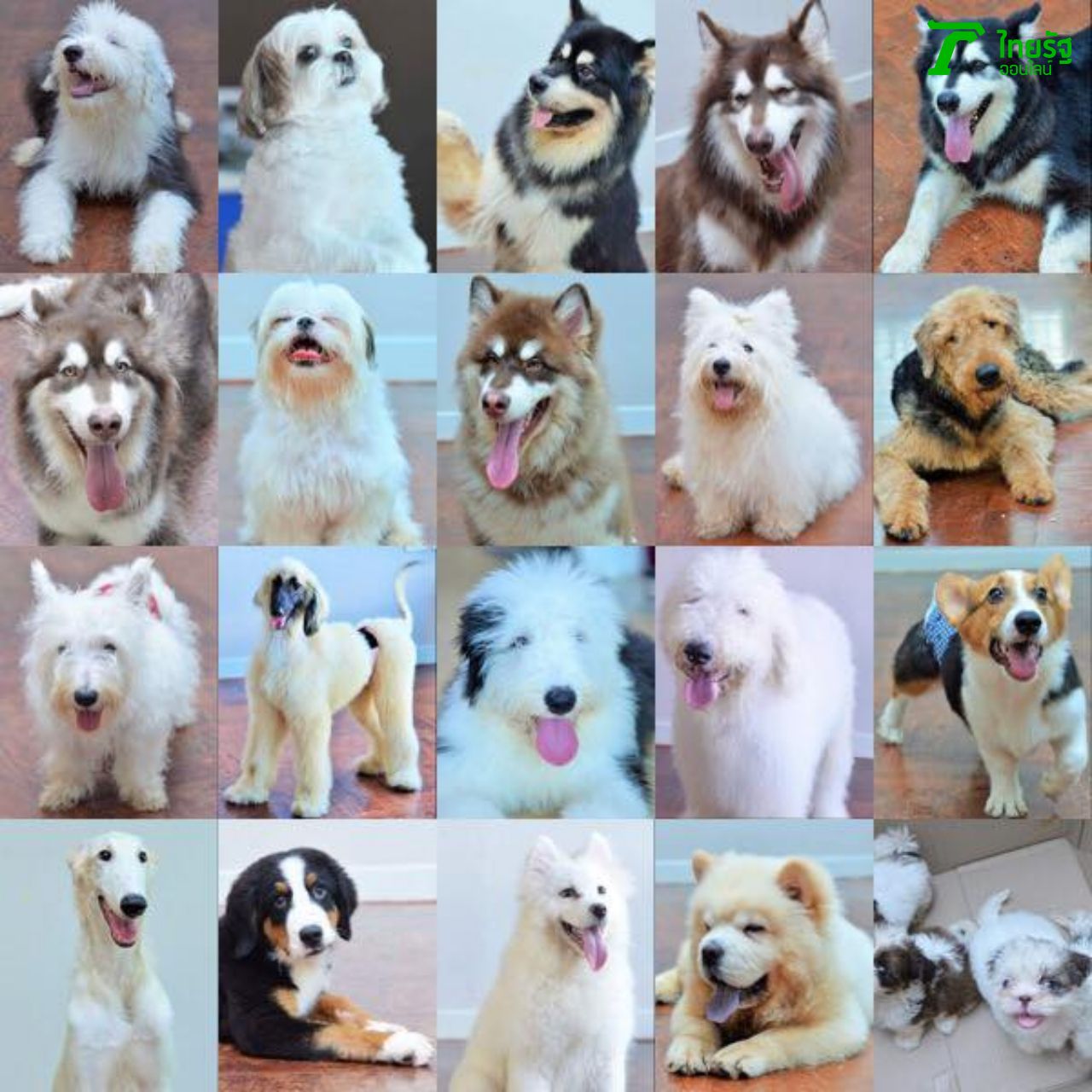 โฉมหน้าพริตตี้ในร้าน