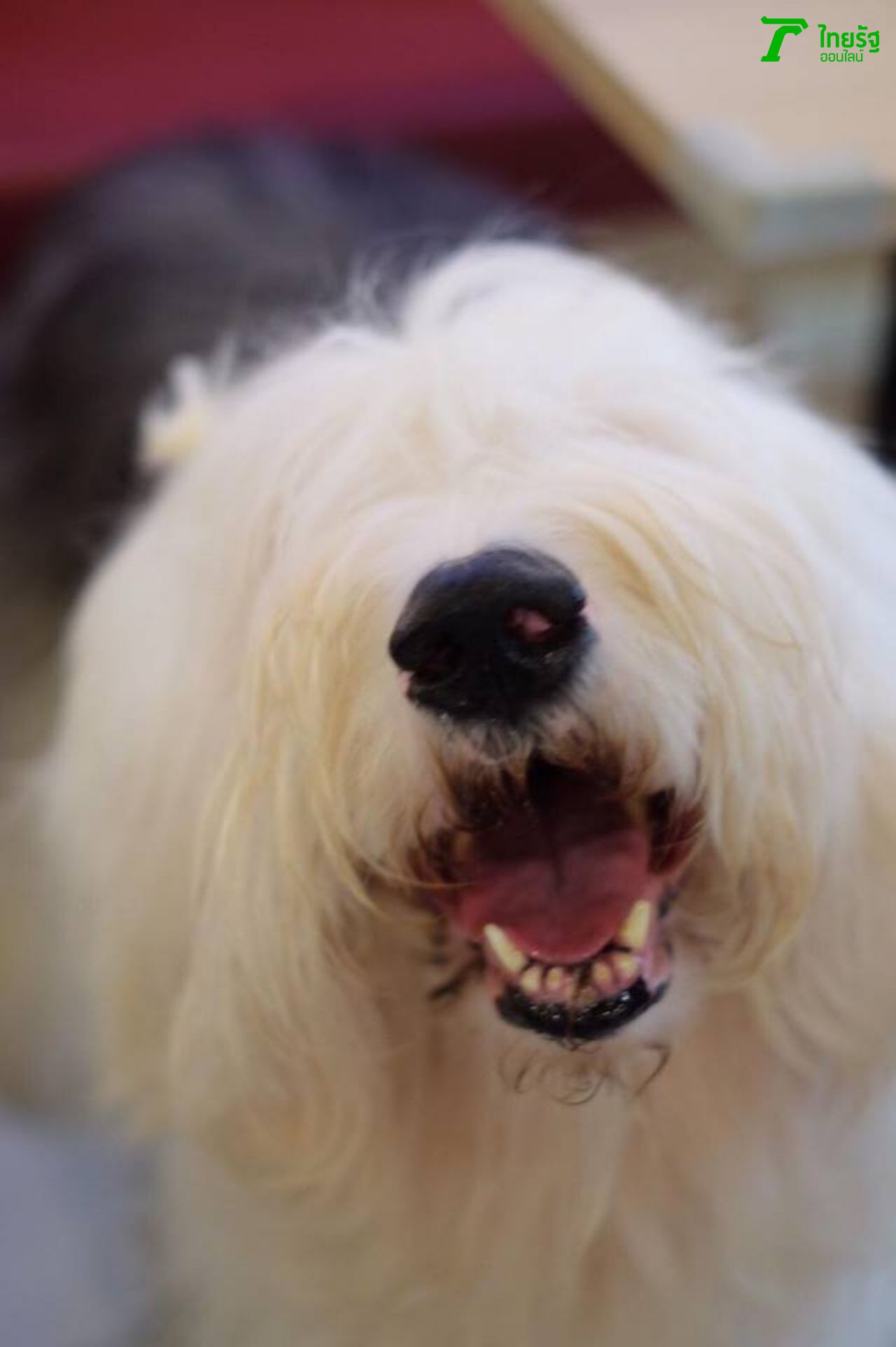 ตาผมอยู่หนาย