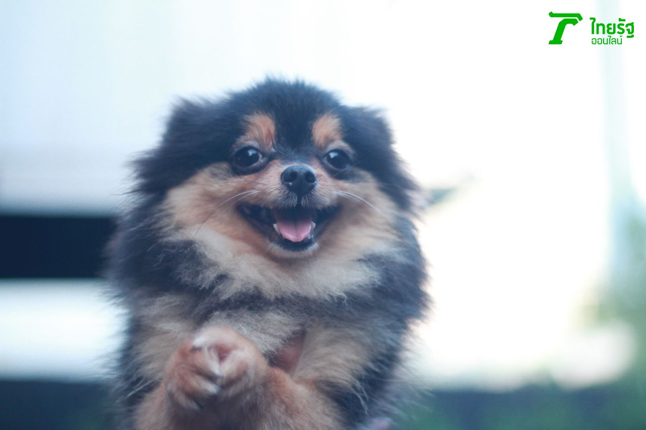 หมาเล็กก็มี ตะมุตะมิมากกก