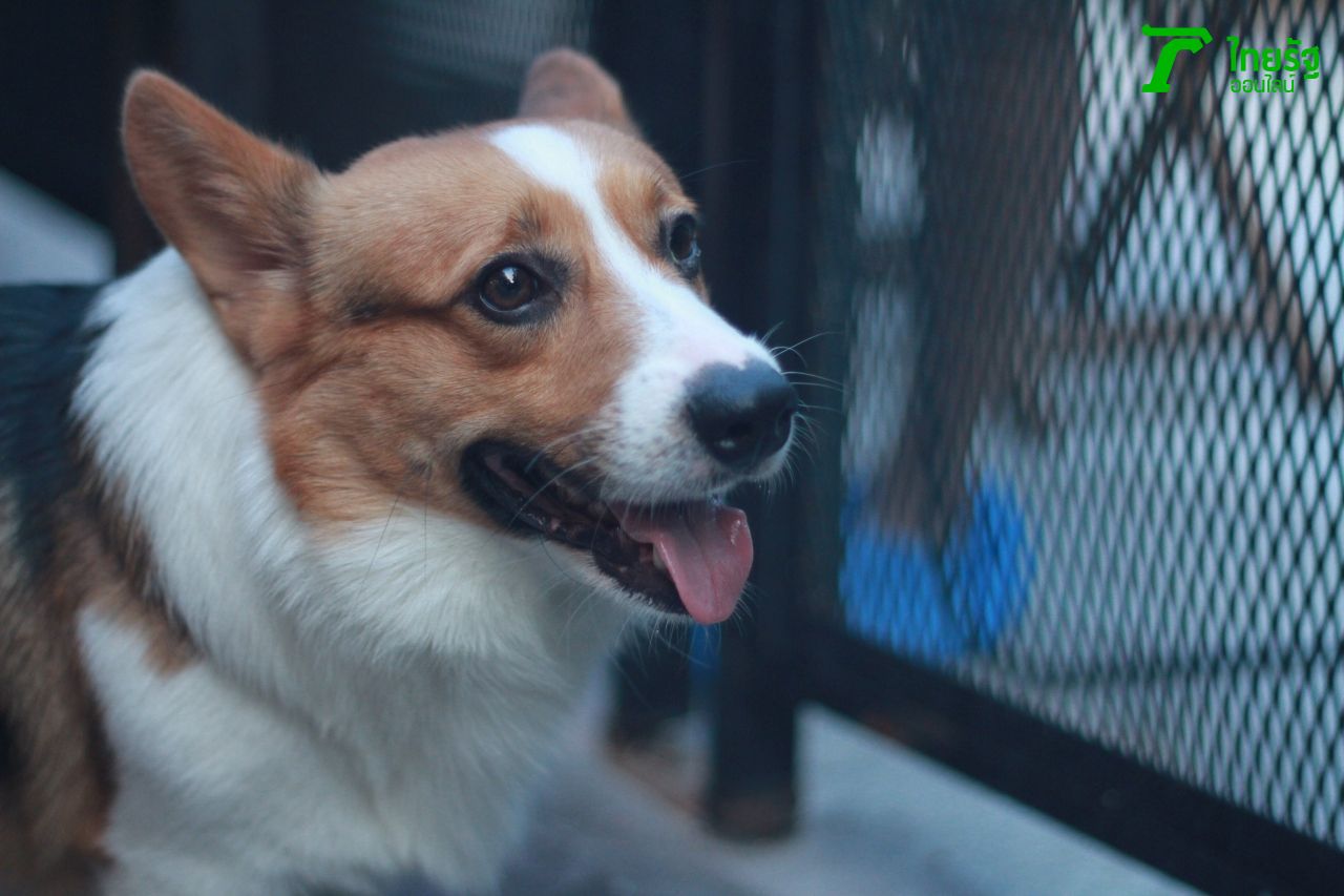 รอพี่ๆ มาเล่นด้วยคร๊าฟฟฟ