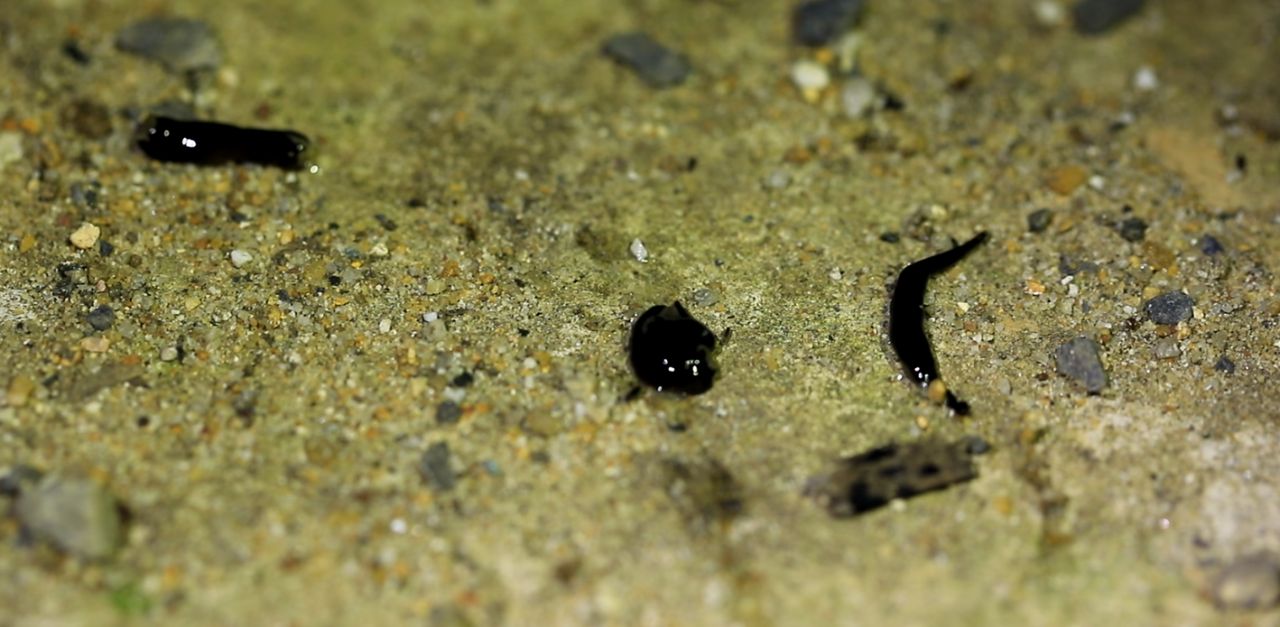 สับเป็นชิ้น แต่ก็ยังมีชีวิตอยู่ต่อได้