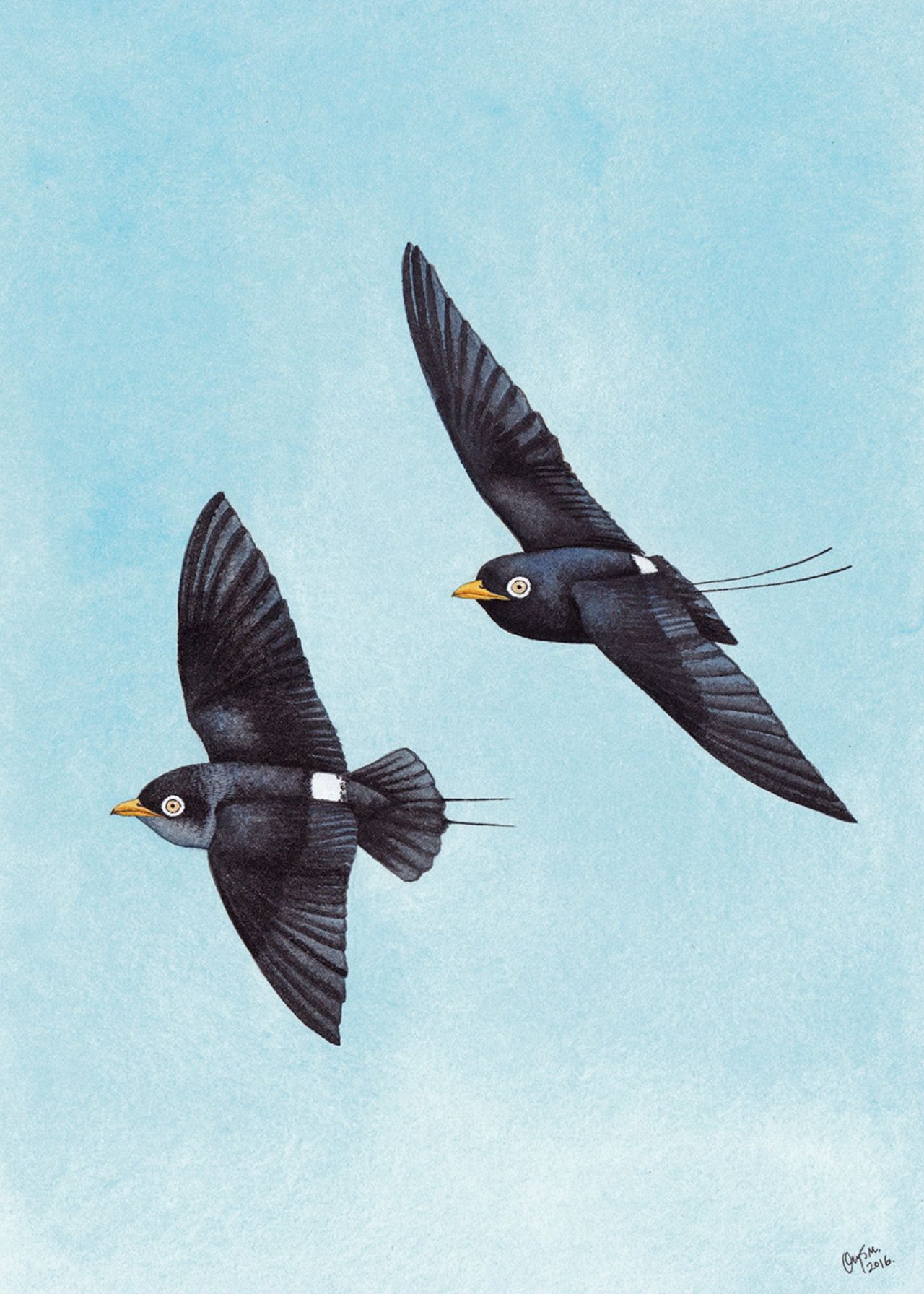 นกเจ้าฟ้าหญิงสิรินธร (Eurochelidon sirintarae) เป็นนกถิ่นเดียวของประเทศไทย พบเฉพาะในพื้นที่บึงบอระเพ็ด จังหวัดนครสวรรค์ แต่คาดว่าปัจจุบันอาจสูญพันธุ์ไปแล้ว เนื่องจากการสูญเสียถิ่นอาศัยที่มีสภาพแวดล้อมเหมาะสม