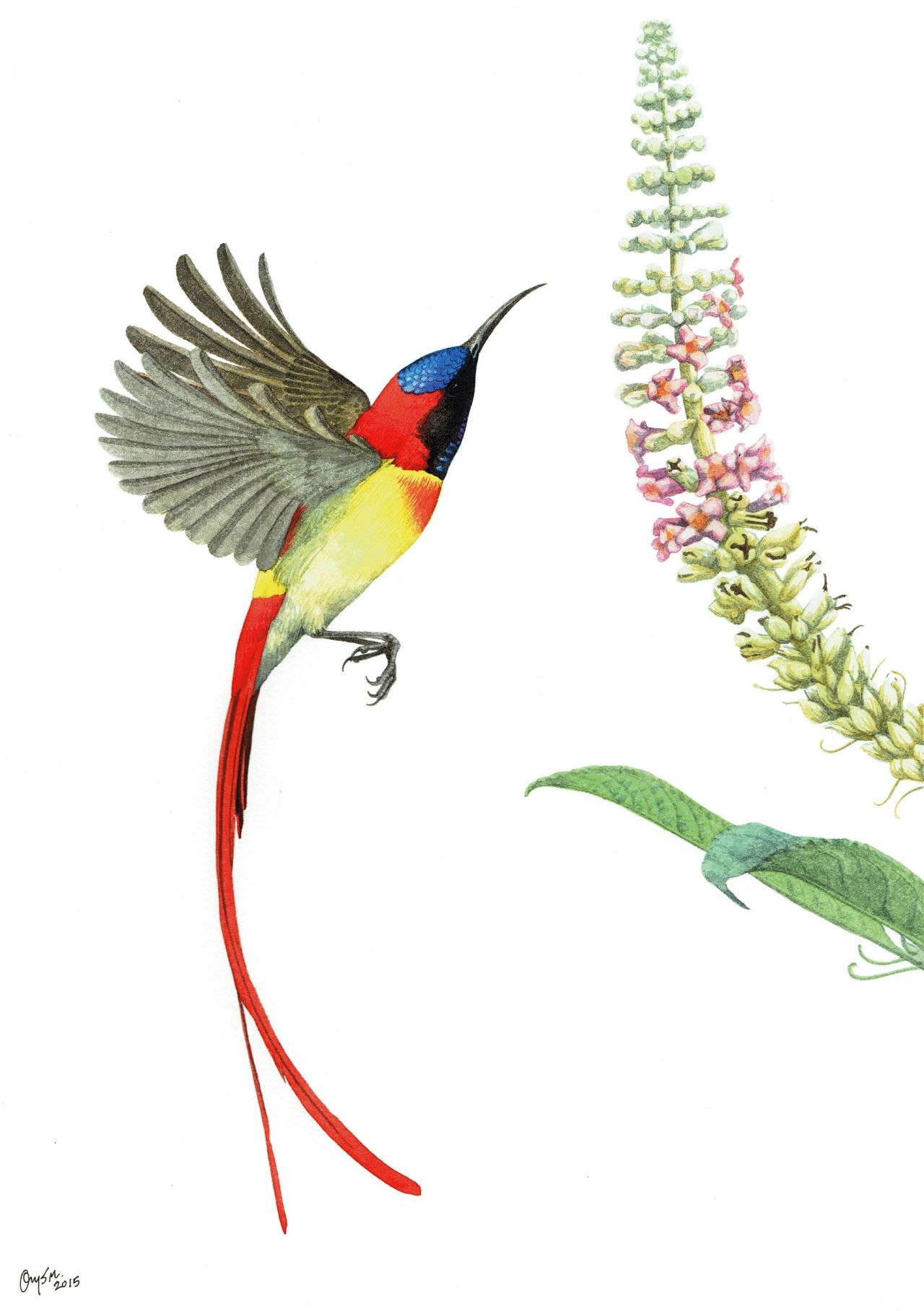 นกกินปลีแดงหัวไพลิน (Aethopyga ignicauda) เป็นนกอพยพที่หายากในเมืองไทย พบได้เฉพาะในป่าดิบเขาทางภาคเหนือเพียงไม่กี่แห่ง หาอาหารโดยใช้ปากที่แหลมโค้งในการดูดน้ำหวานจากดอกไม้โดยเฉพาะดอกราชาวดีหลวง