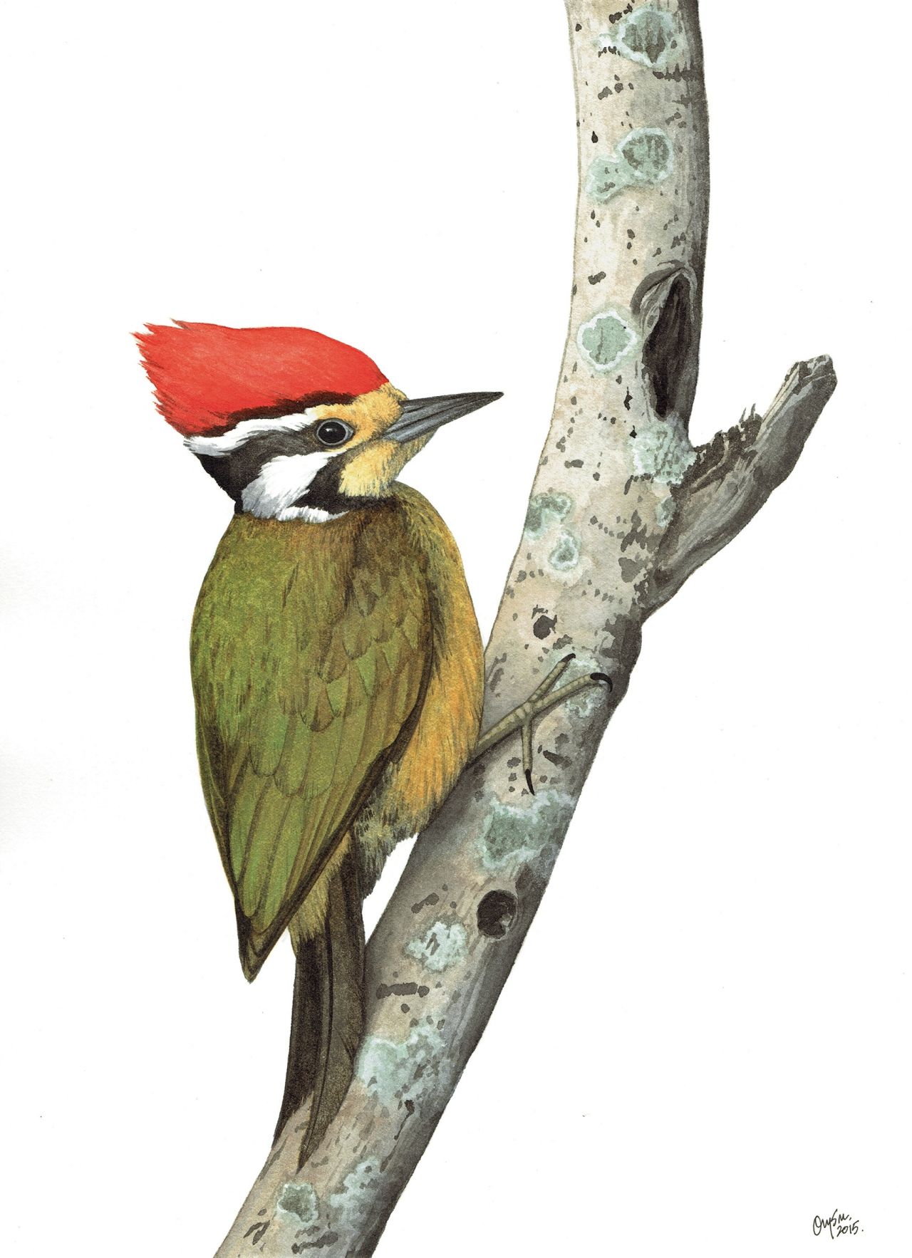 นกหัวขวานหลังสีไพล (Dinopium rafflesii) เป็นนกชนิดหนึ่งที่อยู่ในสถานะเสี่ยงต่อการถูกคุกคาม เพราะการทำลายป่าที่ราบต่ำซึ่งเป็นถิ่นอาศัยหลักของพวกมัน ปัจจุบันมีรายงานพบในพื้นที่เพียงไม่กี่แห่งทางภาคใต้