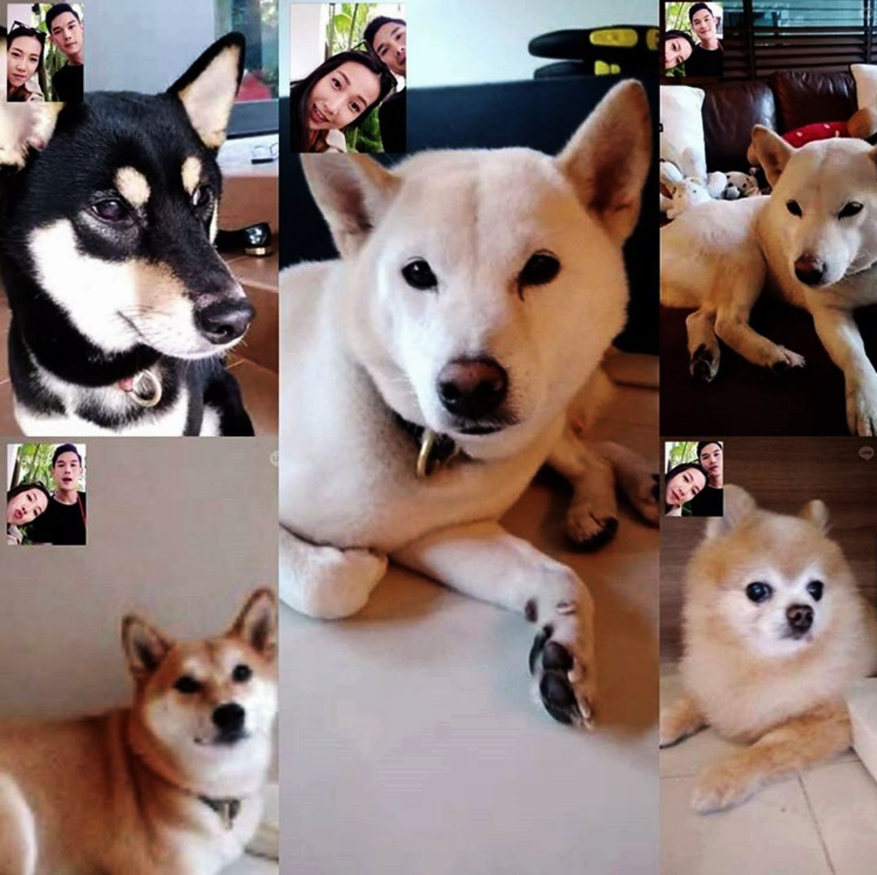 พลอยรักน้องหมา