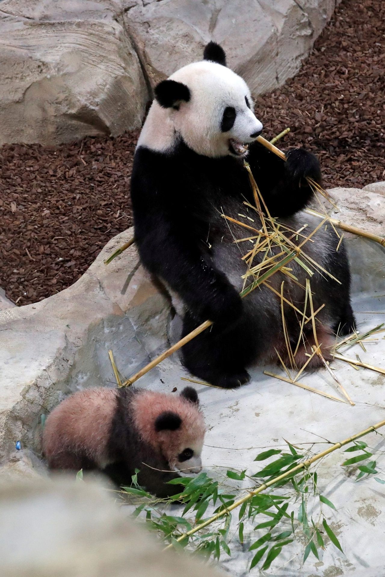 หยวน เมิ่ง กับ 'หวน หวน' แม่ของมัน