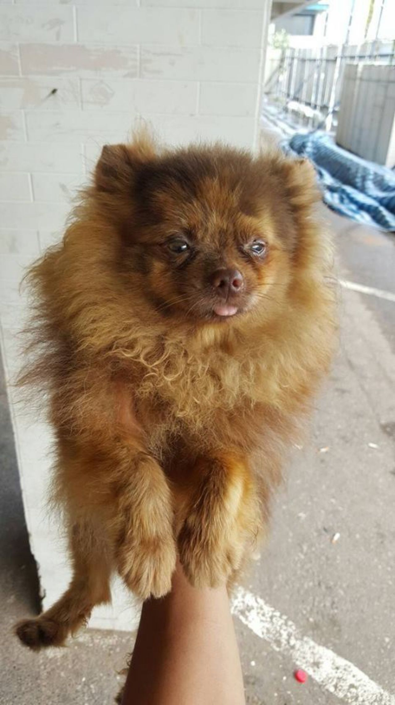 สภาพของสุนัขที่ได้รับคืน 