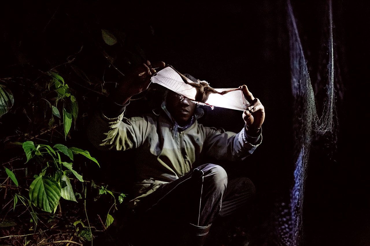 ยูกันดา บนภูเขาโมรันโกเล ซาดิก วัซวา เบบีเอซิซา นักวิจัยจากมหาวิทยาลัยมาคีรีรี ตรวจสอบค้างคาวที่เพิ่งจับได้ เขากับทีมงานจากพิพิธภัณฑ์ฟีลด์ในชิคาโก กำลังค้นหาพาหะนำเชื้อมาลาเรีย โรคซิกาและ เชื้อโรคอื่นๆที่อยู่ในป่า ผลที่ได้อาจช่วยในการพัฒนาวัคซีน