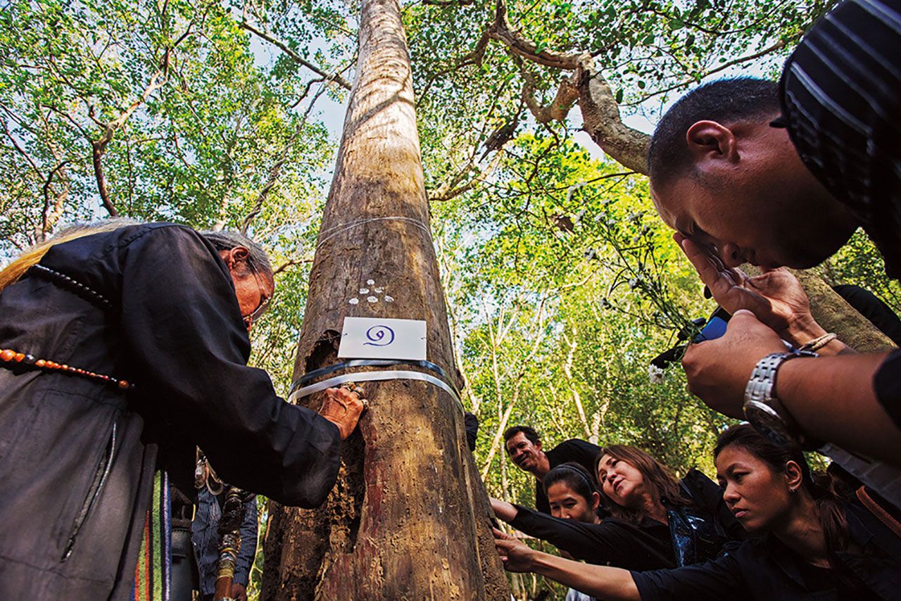 หลังเสร็จพิธีบวงสรวงตัดต้นจันทน์หอมที่ยืนต้นตายตามธรรมชาติในอุทยานแห่งชาติกุยบุรี จังหวัดประจวบคีรีขันธ์ เพื่อนำมาจัดสร้างพระโกศจันทน์ ประชาชนพากันเข้าไปสัมผัสเปลือกไม้จันทน์เพื่อความเป็นสิริมงคล
