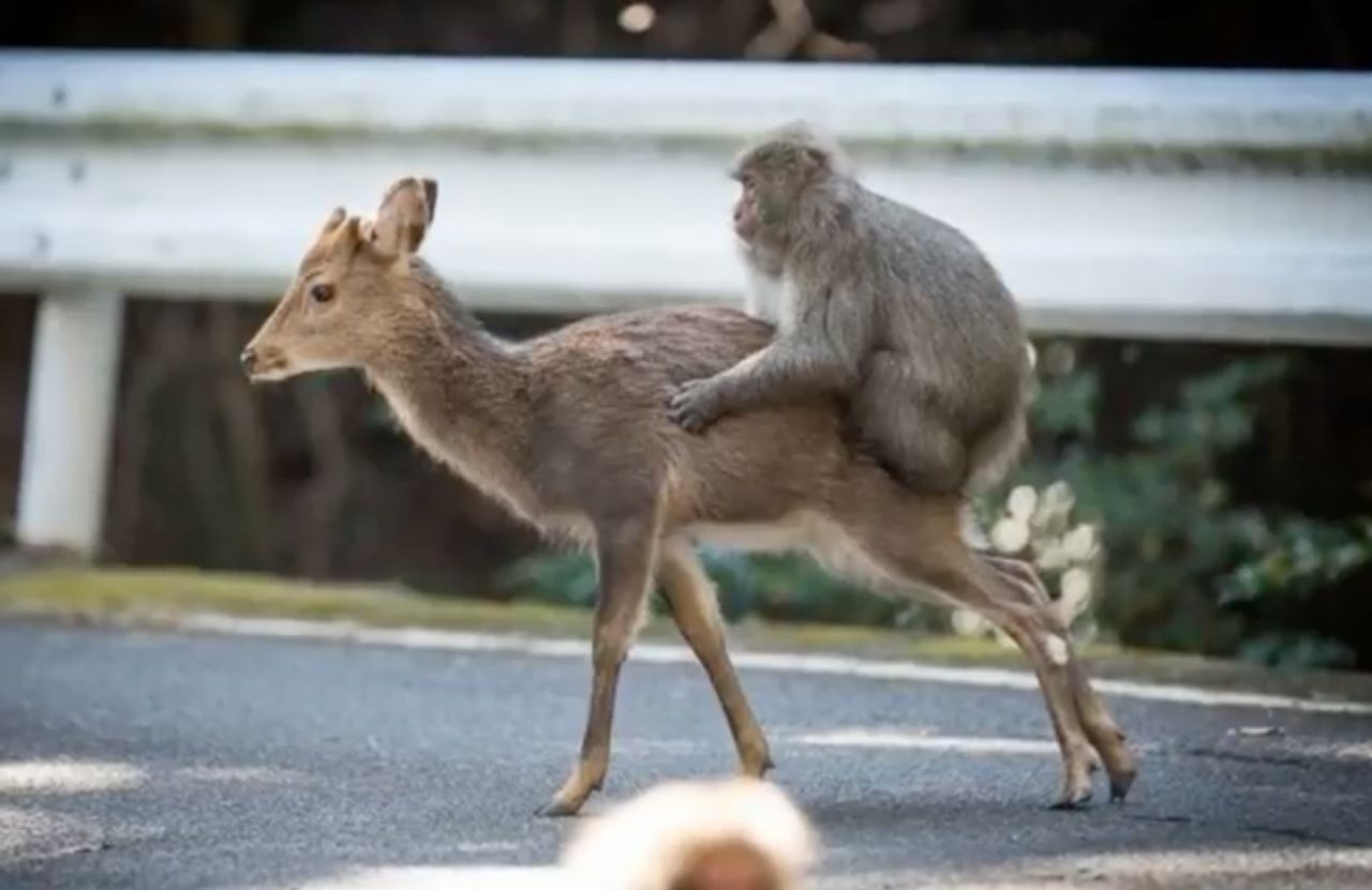 ลิงป่าขึ้นขี่หลังกวาง  และพาเดินไปรอบๆที่เมืองยากูชิมารุ
