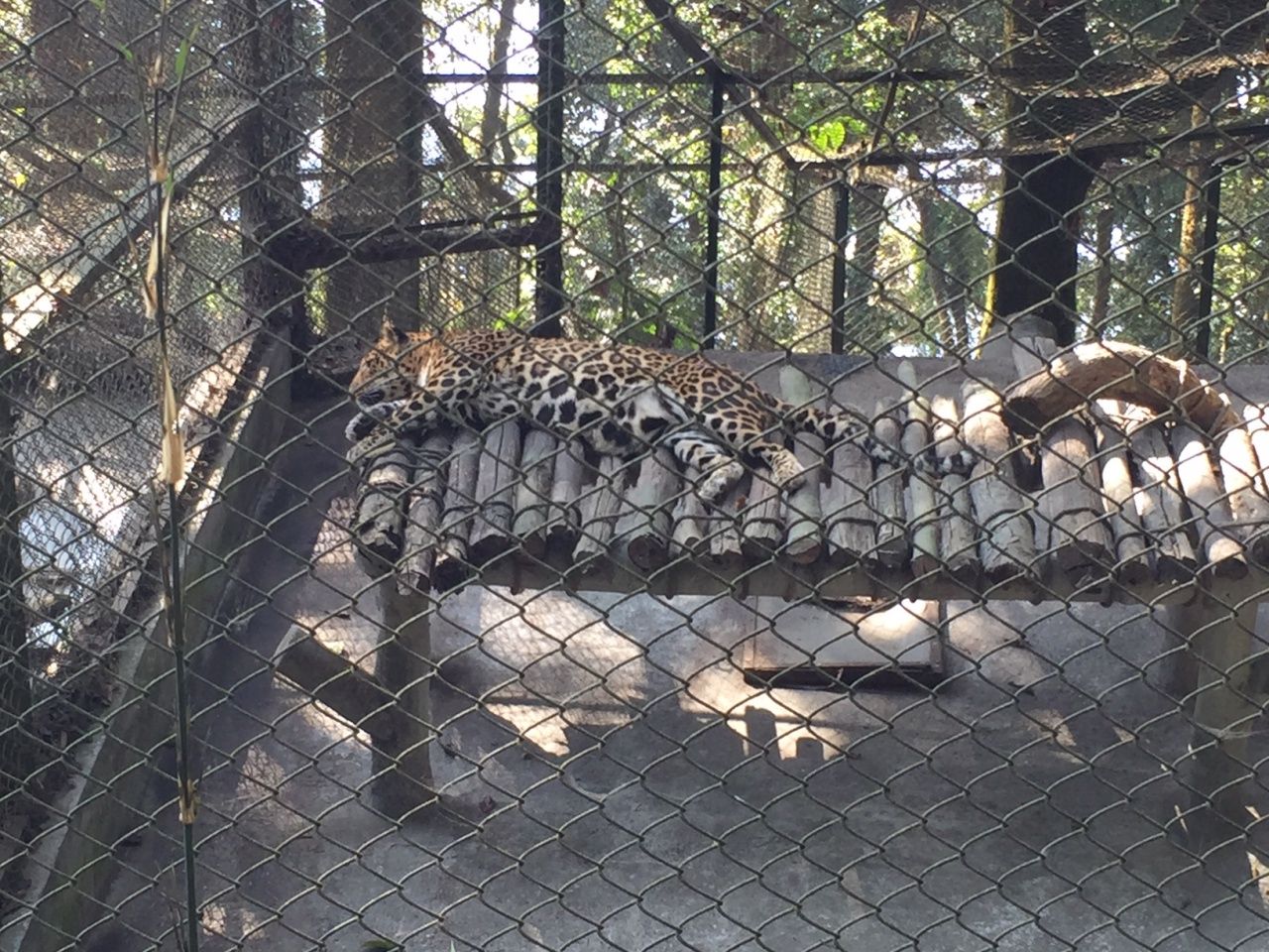 เสือดาวกำลังนอนหลับ