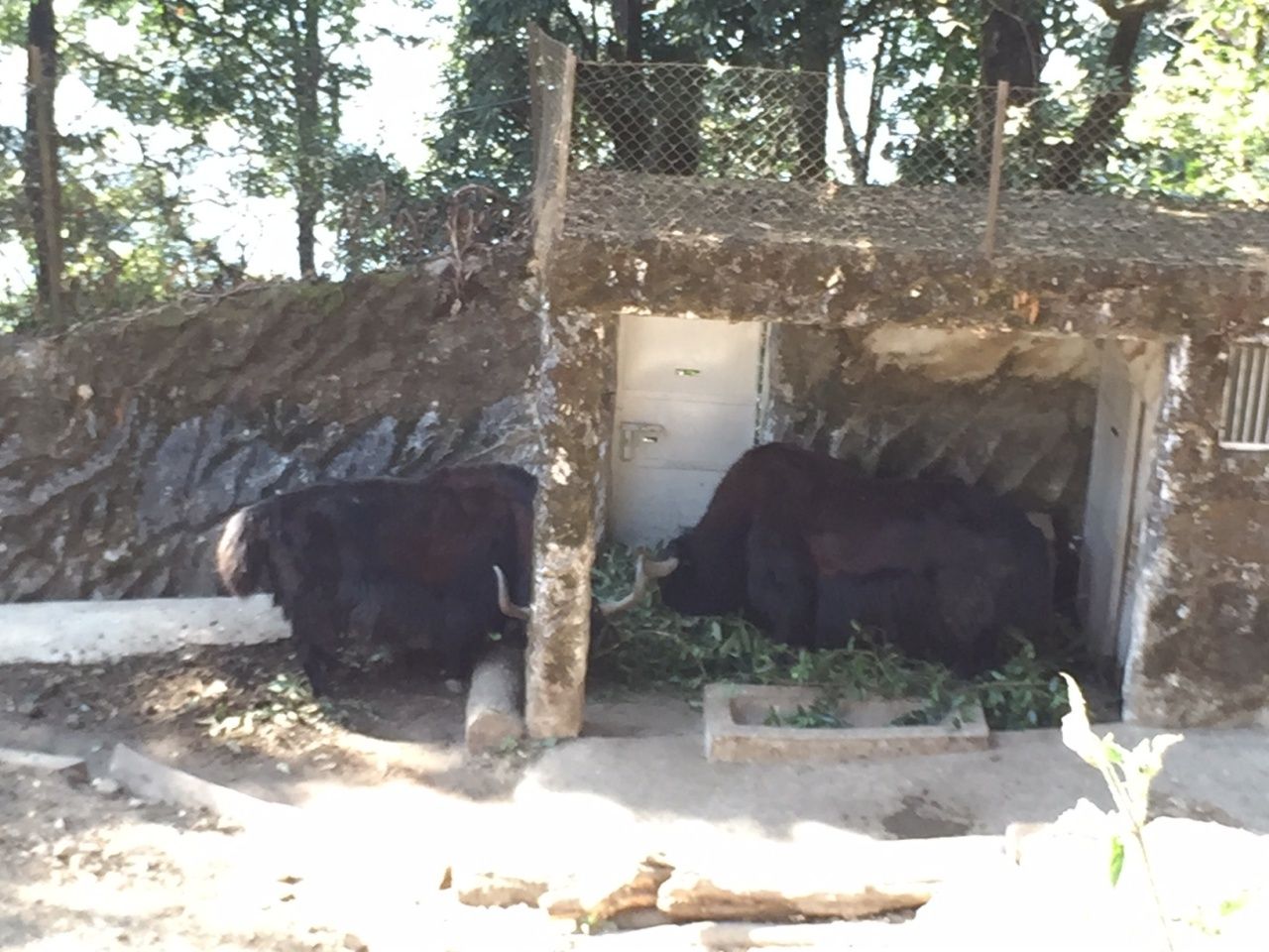 ตัวจามรี