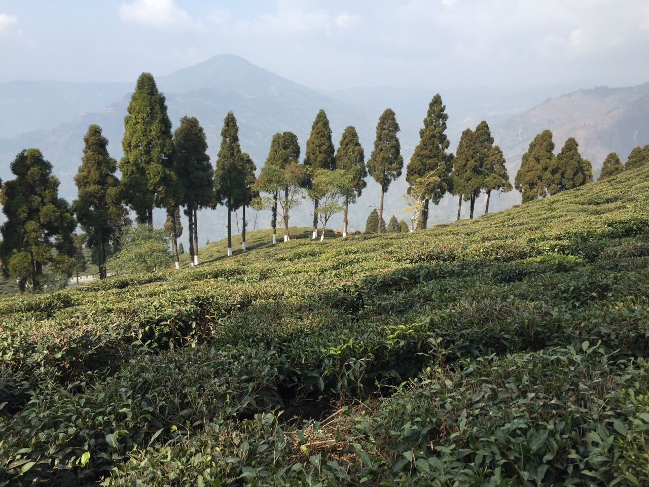ไร่ชาดาร์จีลิง