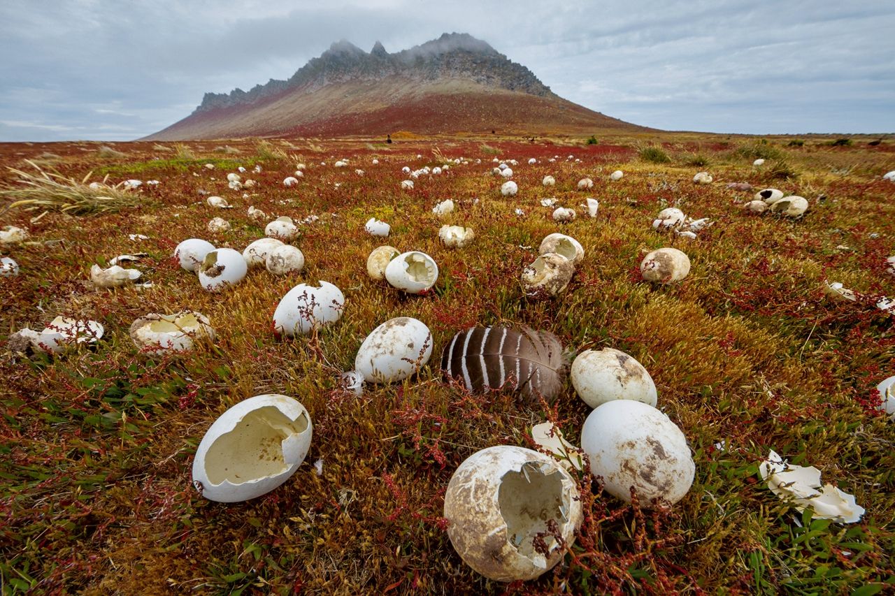 เปลือกไข่ที่กระจัดกระจายอยู่นี้เป็นฝีมือของสัตว์นักล่า ซึ่งรวมถึงนกสกัวสีน้ำตาลที่ล่านกชนิดอื่นเป็นอาหาร บนเกาะ สตีเพิลเจสัน นกถือเป็นภัยคุกคามของนกอัลบาทรอสและเพนกวิน