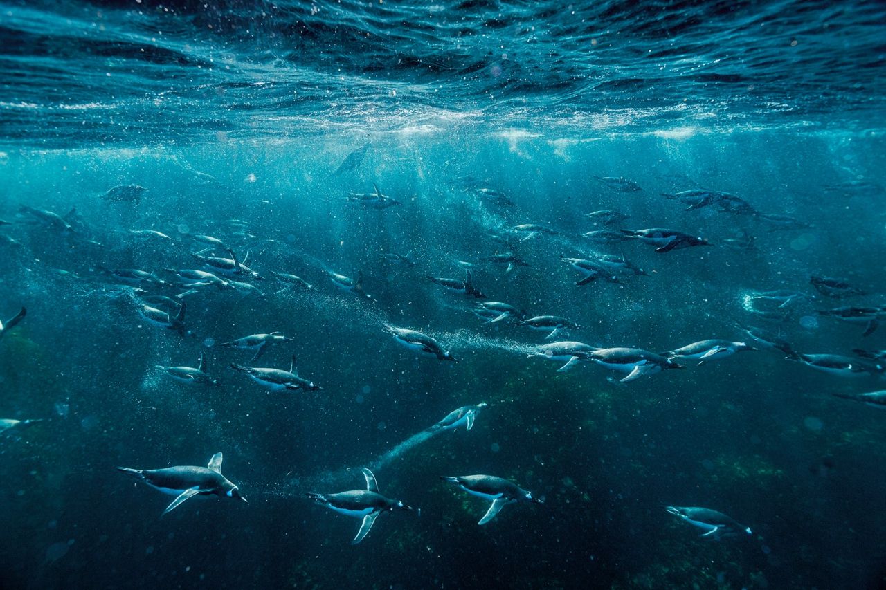 เพนกวินเจนทูว่ายน้ำได้เร็วที่สุดเท่าที่เคยจับเวลาได้ในหมู่นก นั่นคือ 35 กิโลเมตรต่อชั่วโมง  หมู่เกาะฟอล์กแลนด์ เป็นแหล่งพักพิงของนกเพนกวินเจนทูที่จับคู่ผสมพันธุ์มากที่สุดในโลก