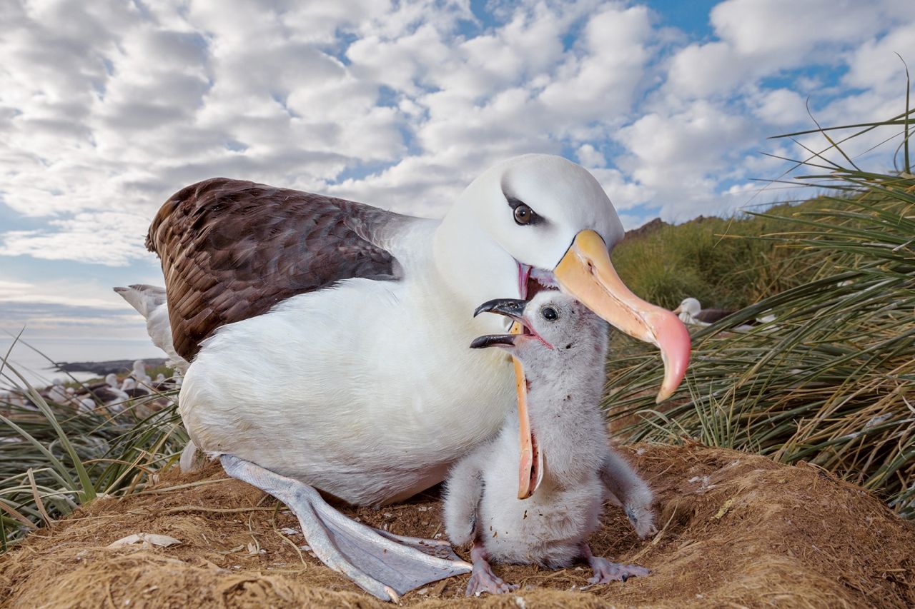 ประชากรนกอัลบาทรอสคิ้วดำ เช่น แม่นกกับลูกน้อยตัวนี้ ราวร้อยละ 70 ของโลกทำรังบนหมู่เกาะฟอล์กแลนด์